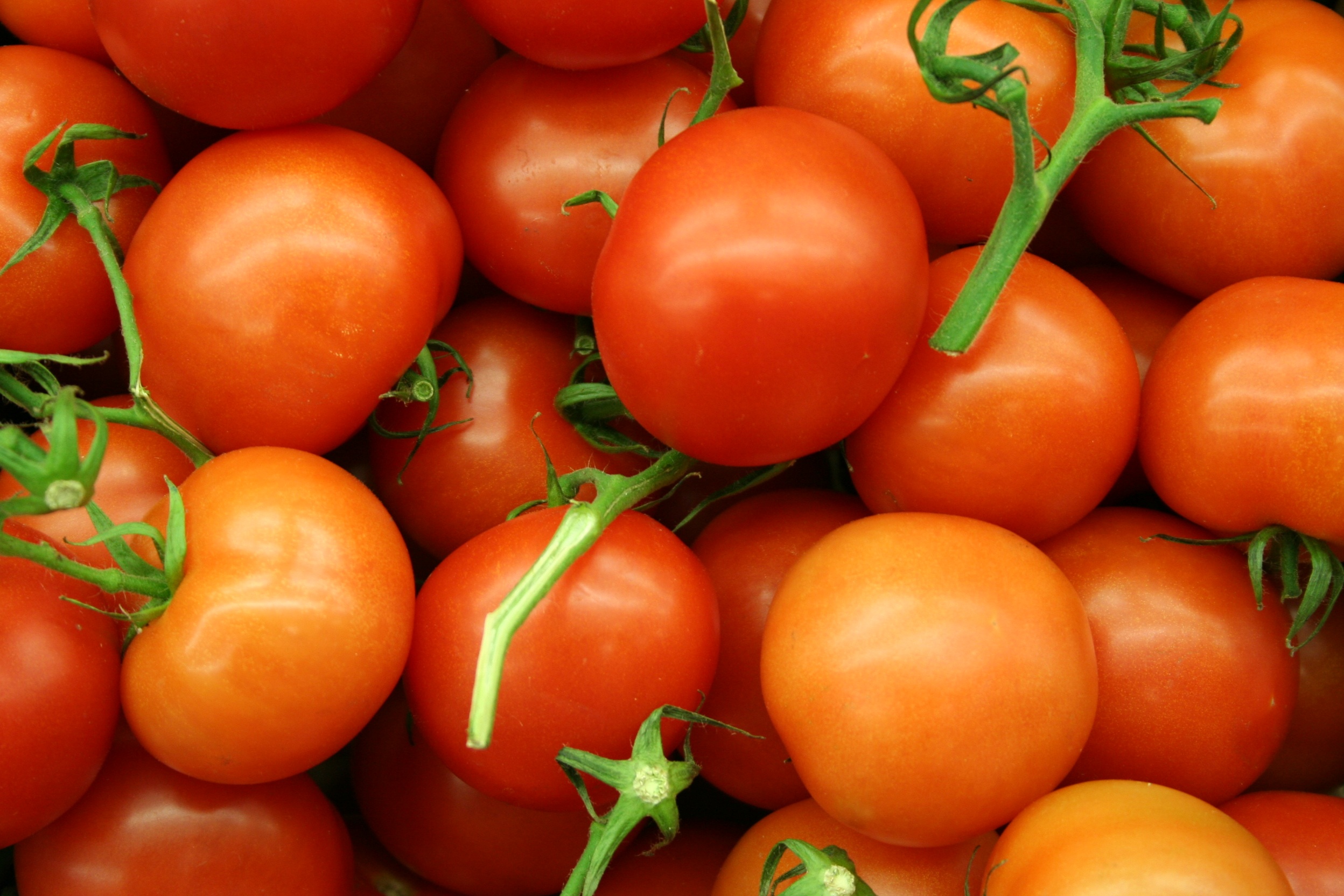 Rio Maior: Participado ao Ministério Público crime de poluição por indústria de tomate na ribeira da Asseca