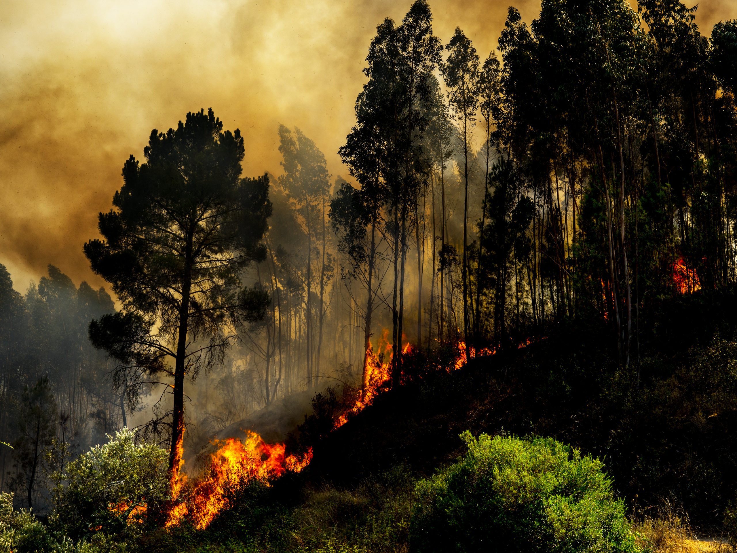 Incêndios: Fogo em Santo Tirso obriga a retirar sete idosos de casas em Guimarei