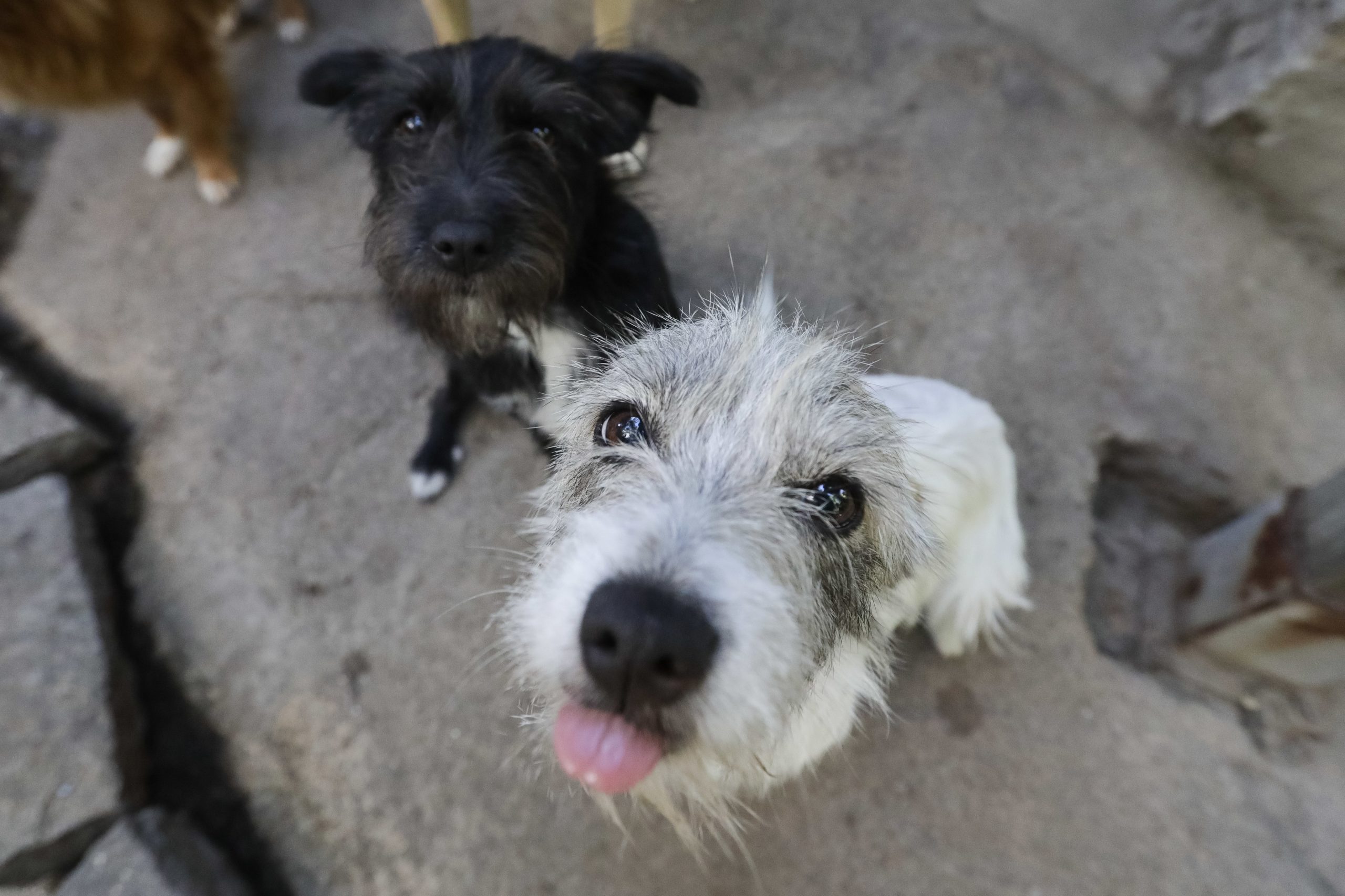 Alimentos crus para cães e gatos podem conter bactérias resistentes e causar infeções em humanos e animais