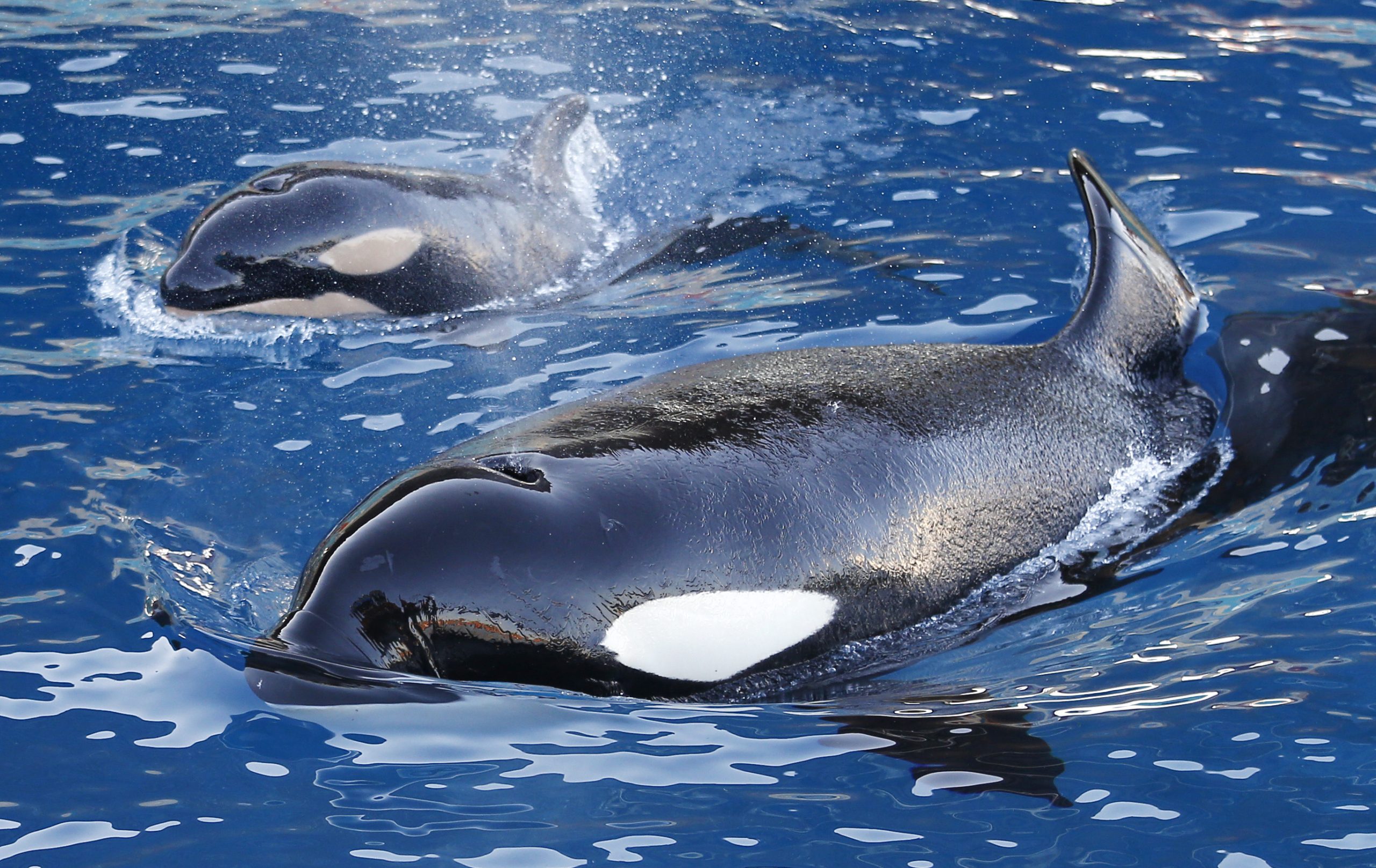 Parque francês fecha devido a proibição de espetáculos com animais marinhos. Duas últimas orcas no país têm futuro incerto