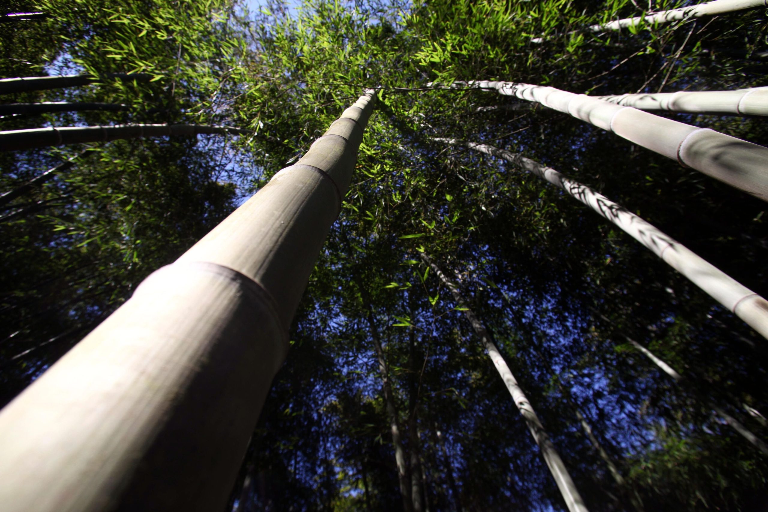 Cultivar bambu pode ajudar a reverter as alterações climáticas