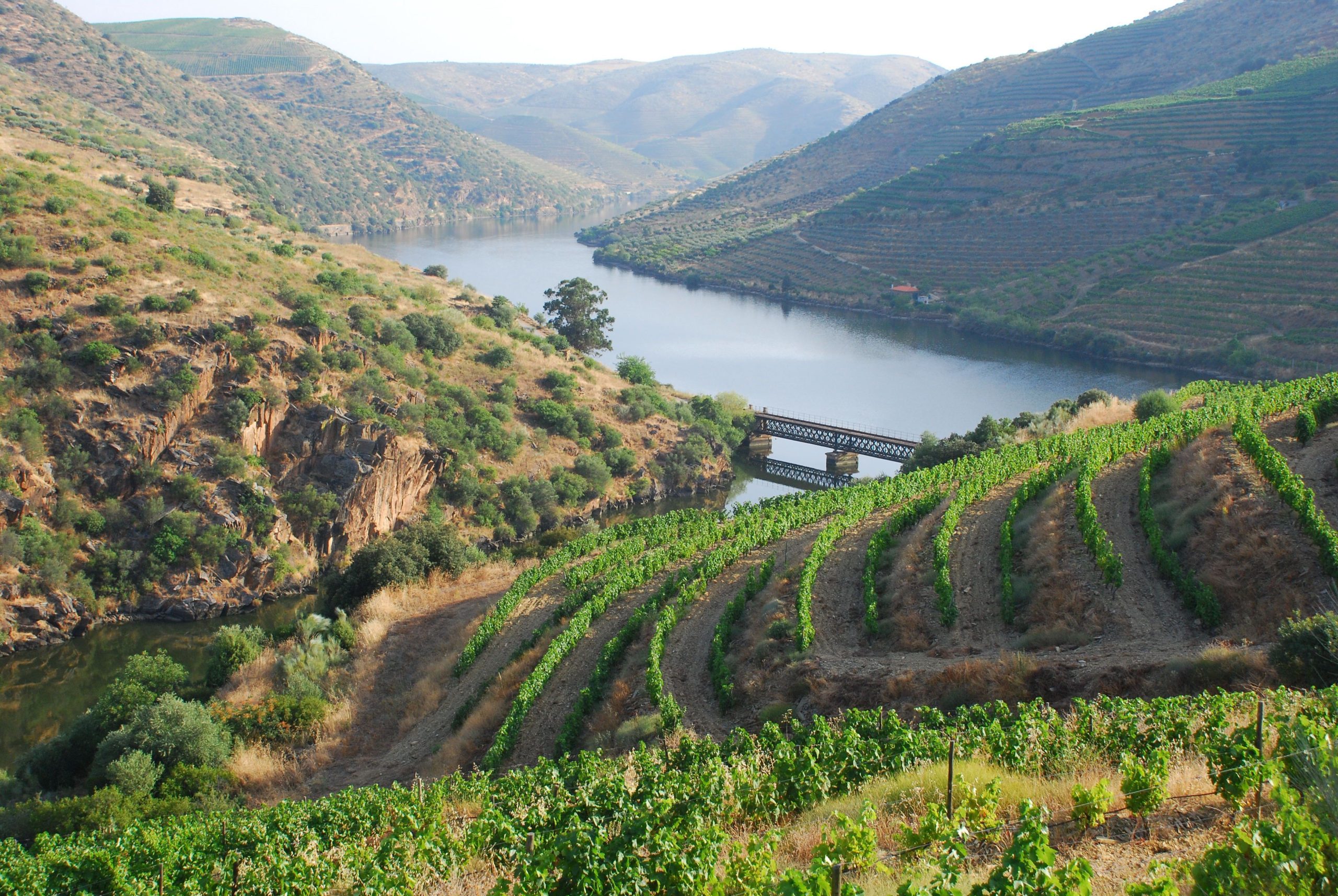 Viticultores do Douro protestam hoje contra corte na produção de vinho do Porto