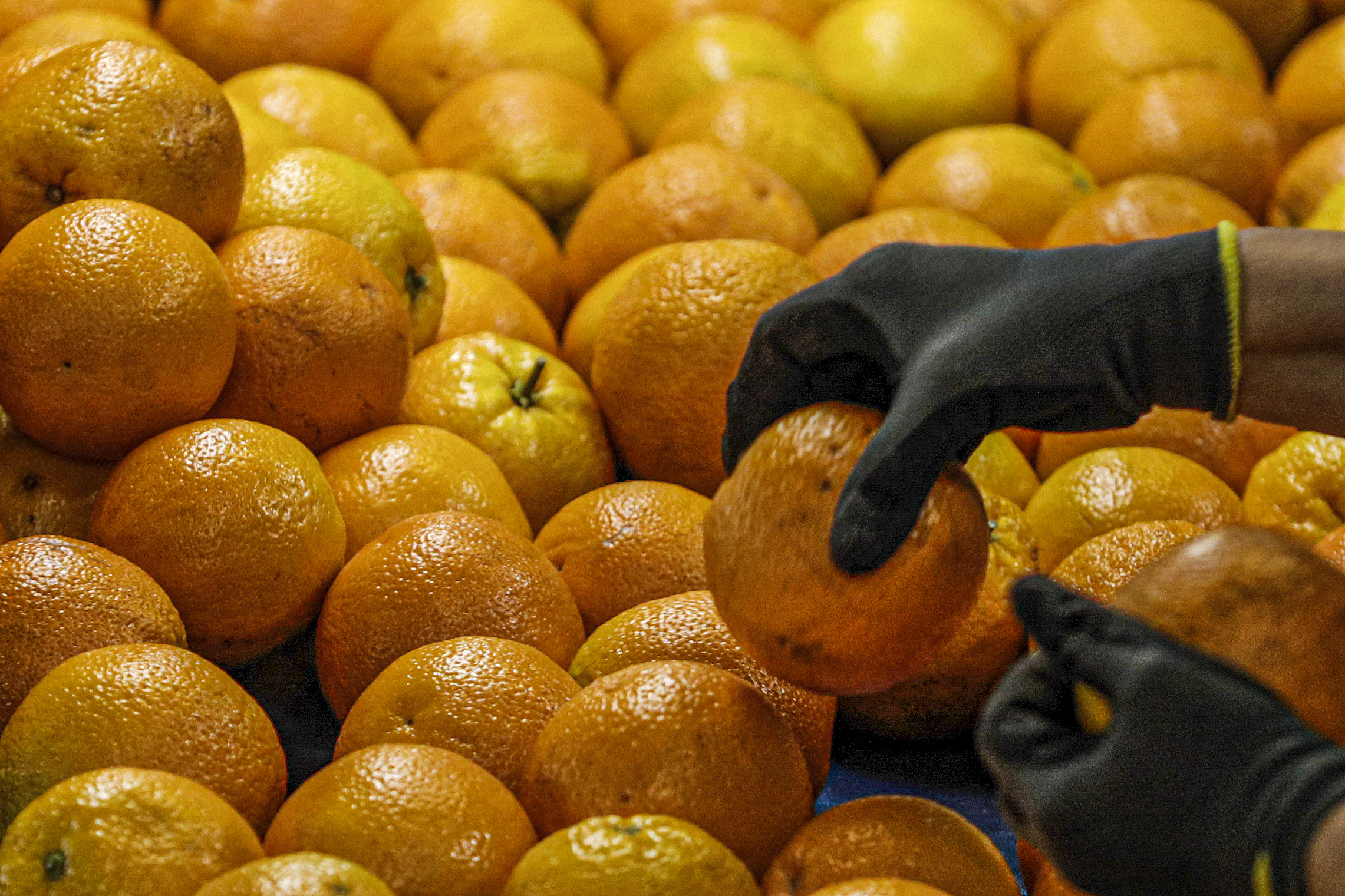 ASAE apreende mais de 24 toneladas de fruta em Faro