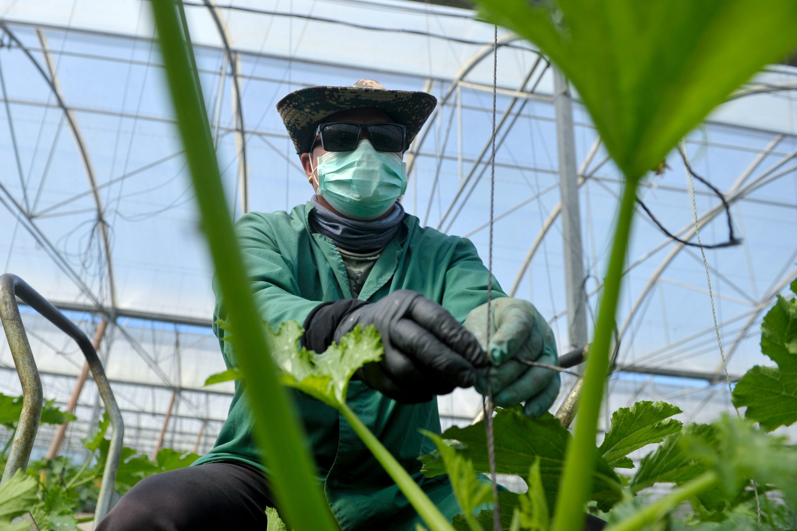 Covid-19: Agricultores receberam 355 milhões de euros no âmbito da Política Agrícola Comum