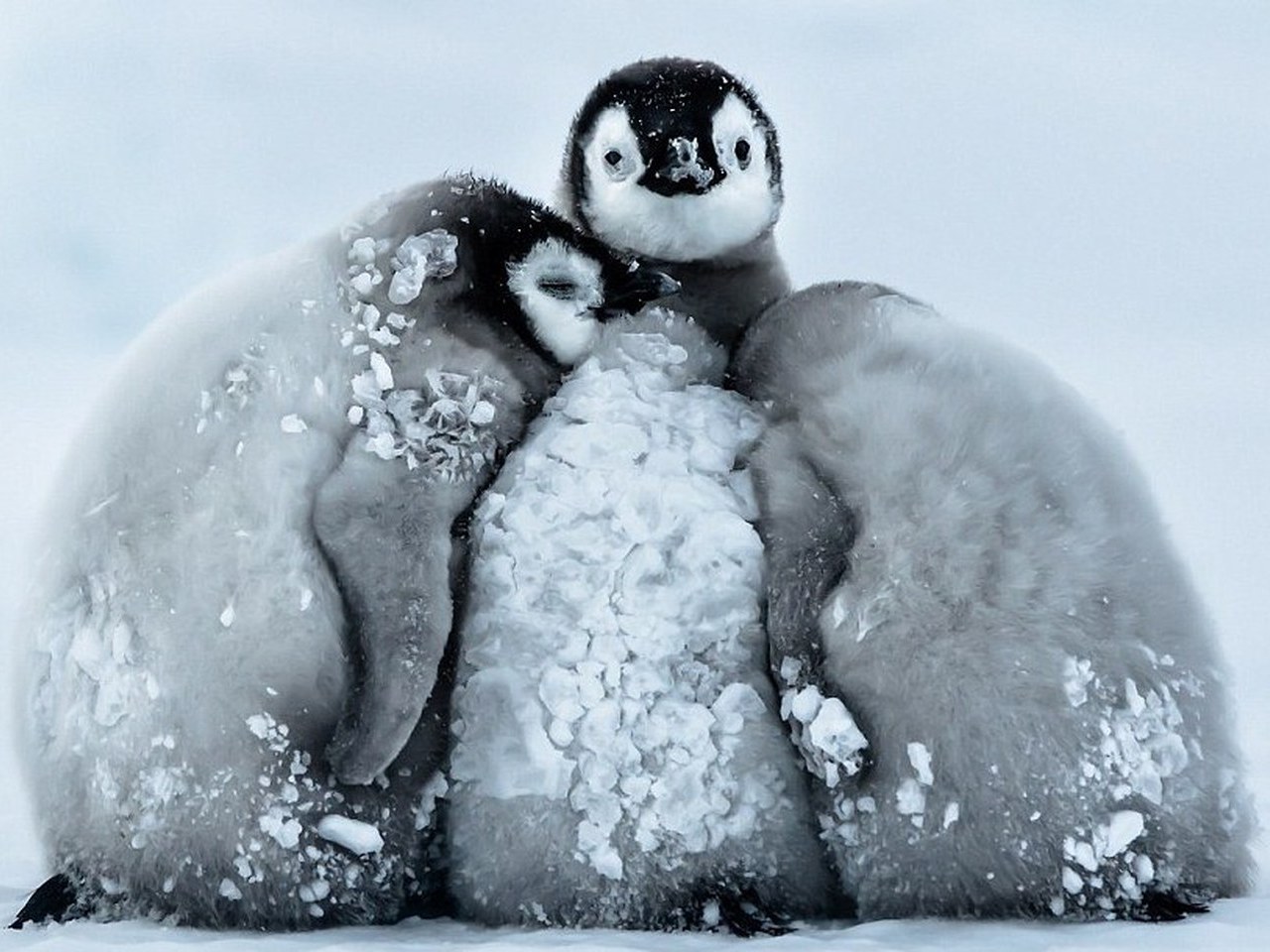 Há 150 mil pinguins que não conseguem voltar a casa