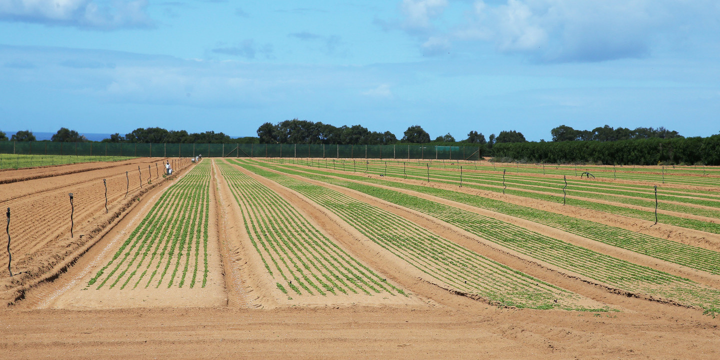 Ambientalistas dizem que Política Agrícola Comum segue um caminho “desastroso”