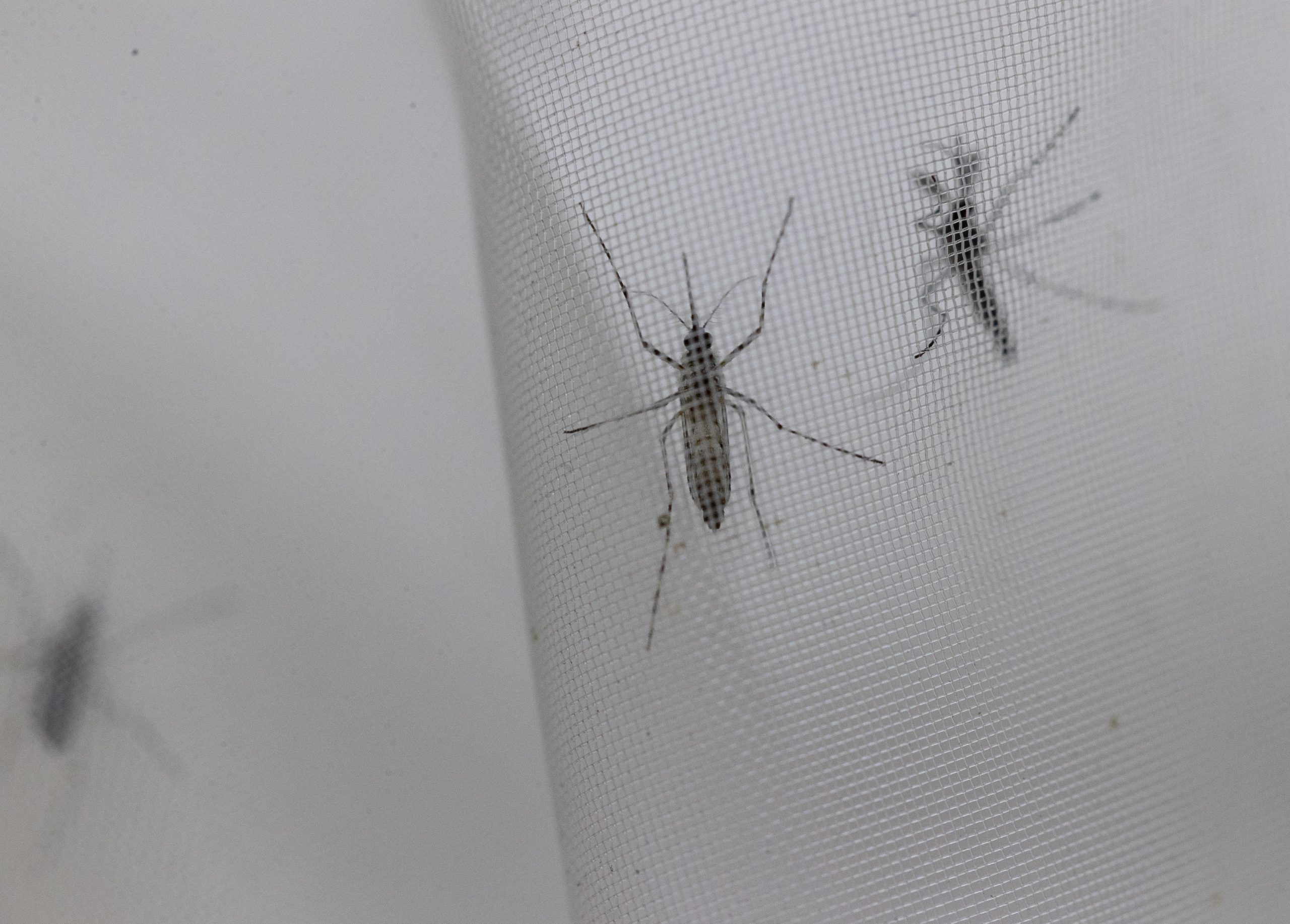 Propagação de dengue está a ser “catastrófica” e já causou centenas de mortes no Sudão