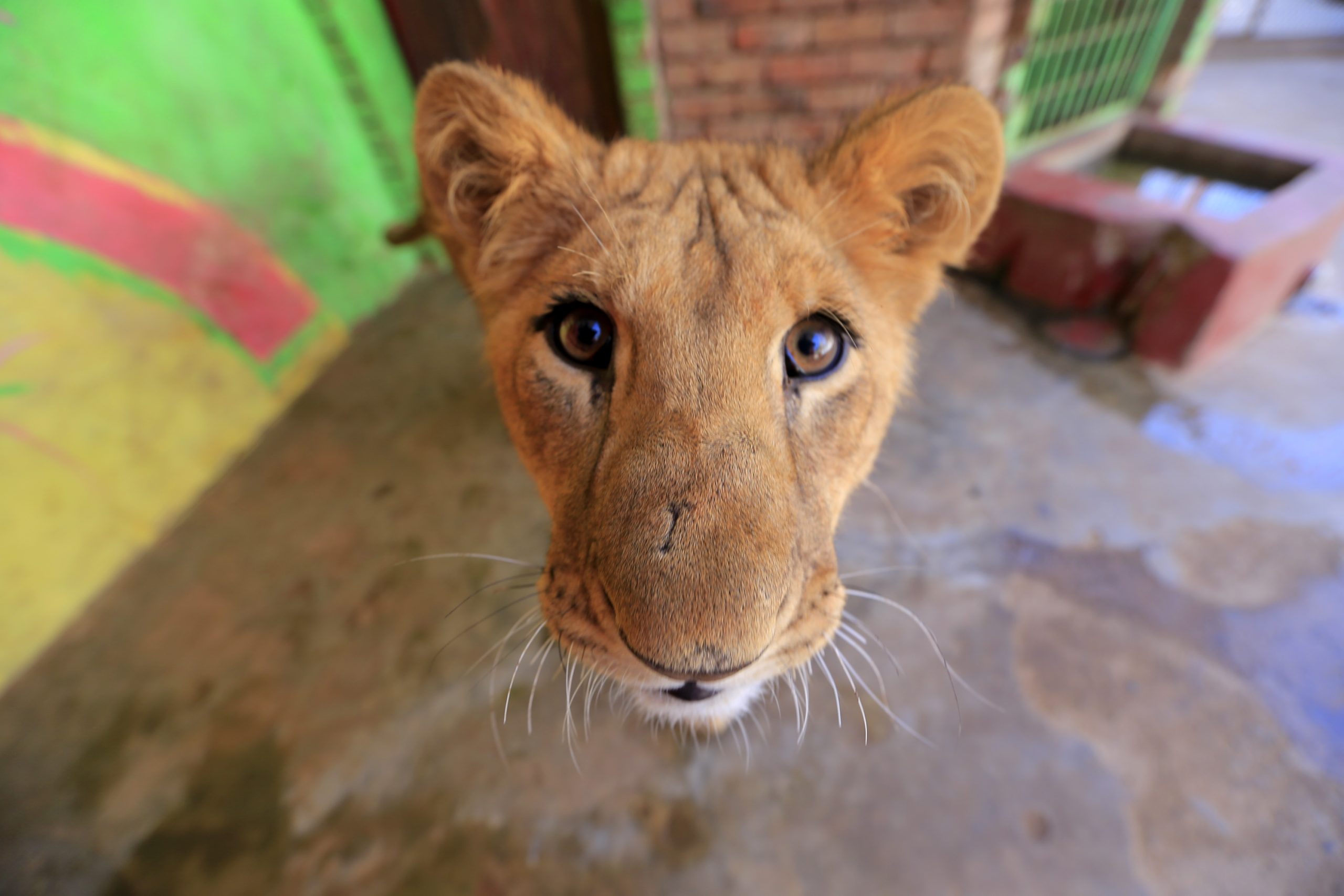Num Iémen em guerra, os animais dos jardins zoológicos também lutam para sobreviver