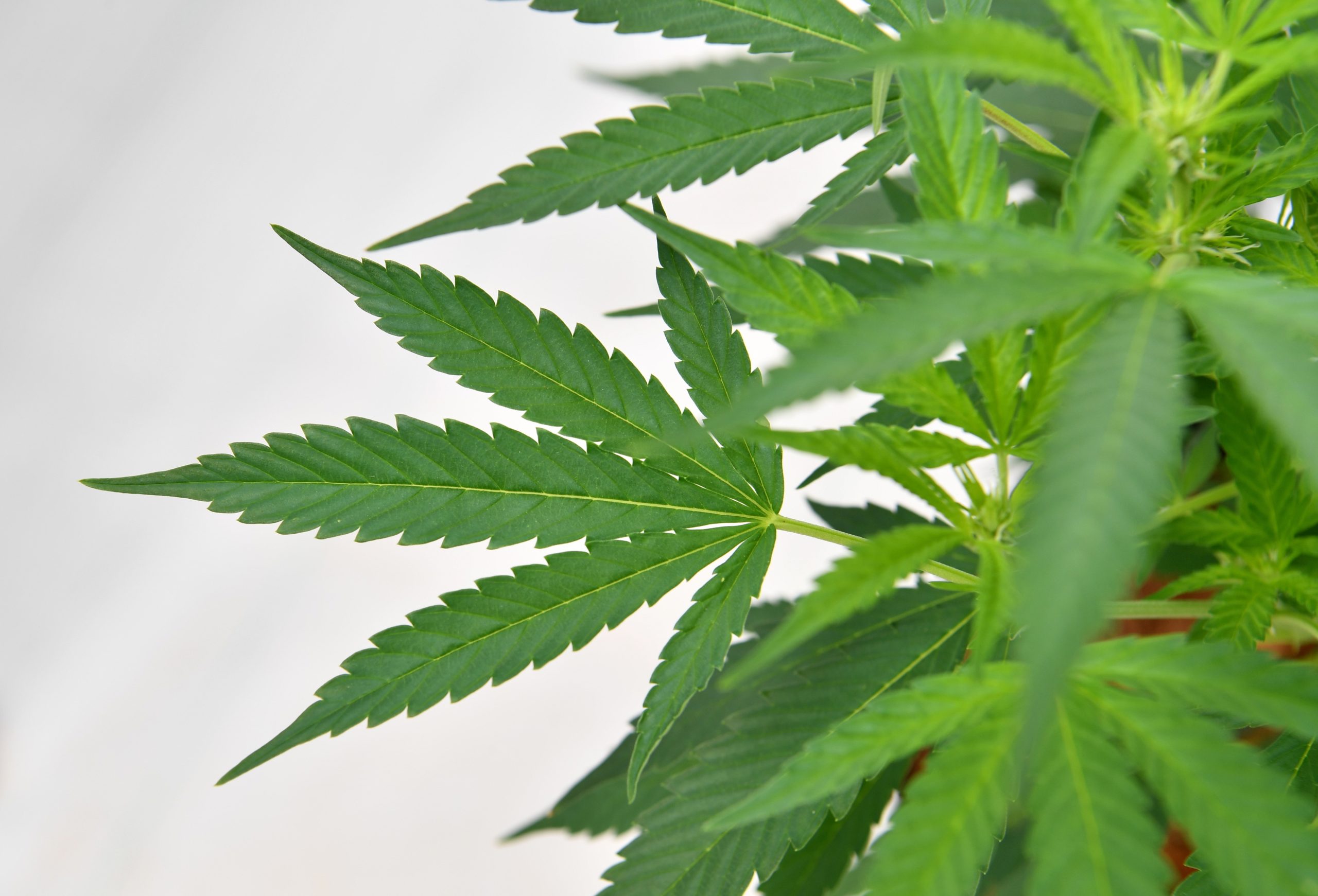 Nações Unidas reconhecem oficialmente as propriedades medicinais da canábis