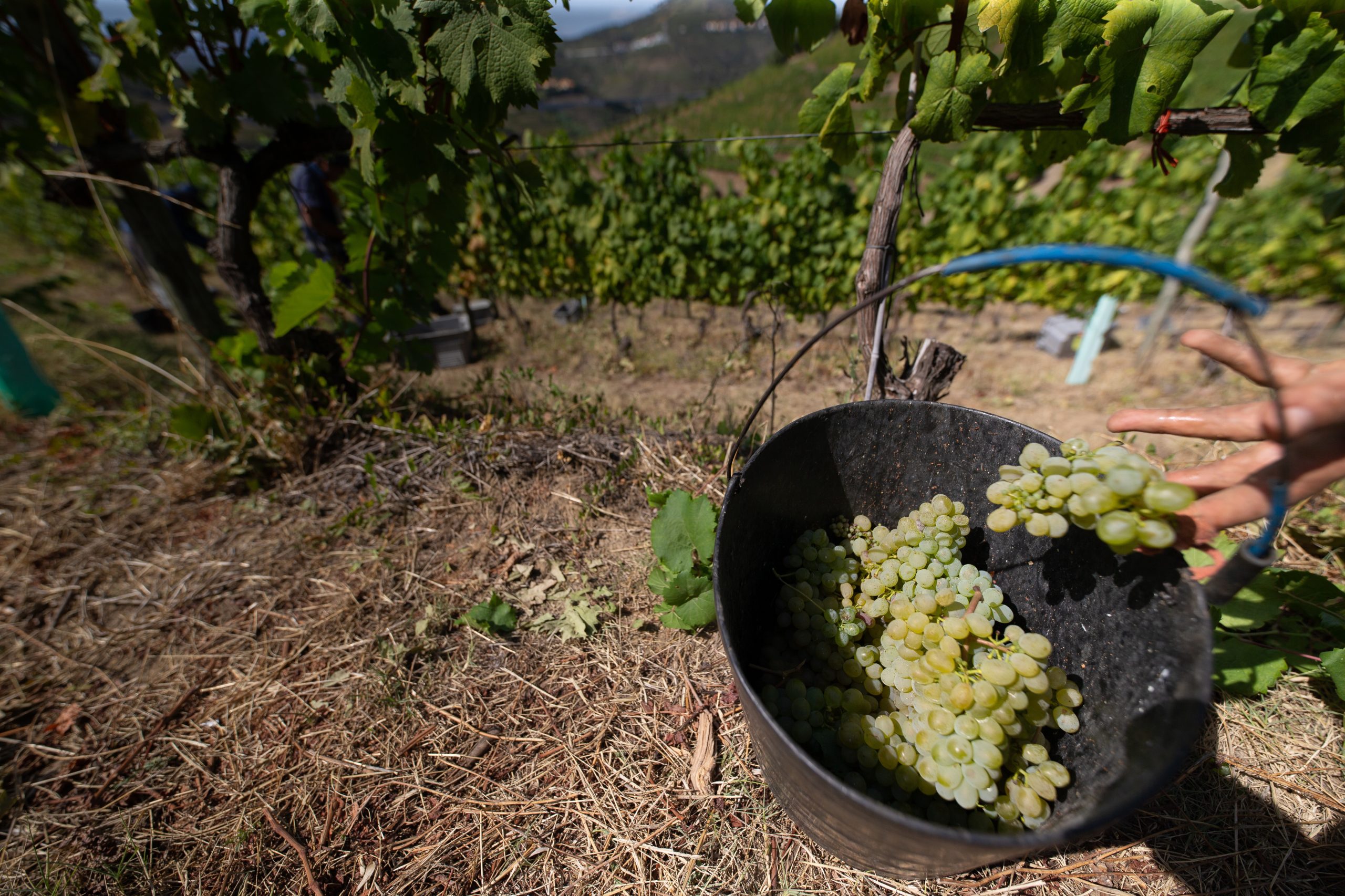 Adegas do Alto Minho com boas colheitas de verde e Alvarinho