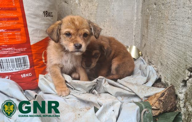 Três cães vítimas de maus-tratos resgatados em Resende e mulher constituída arguida