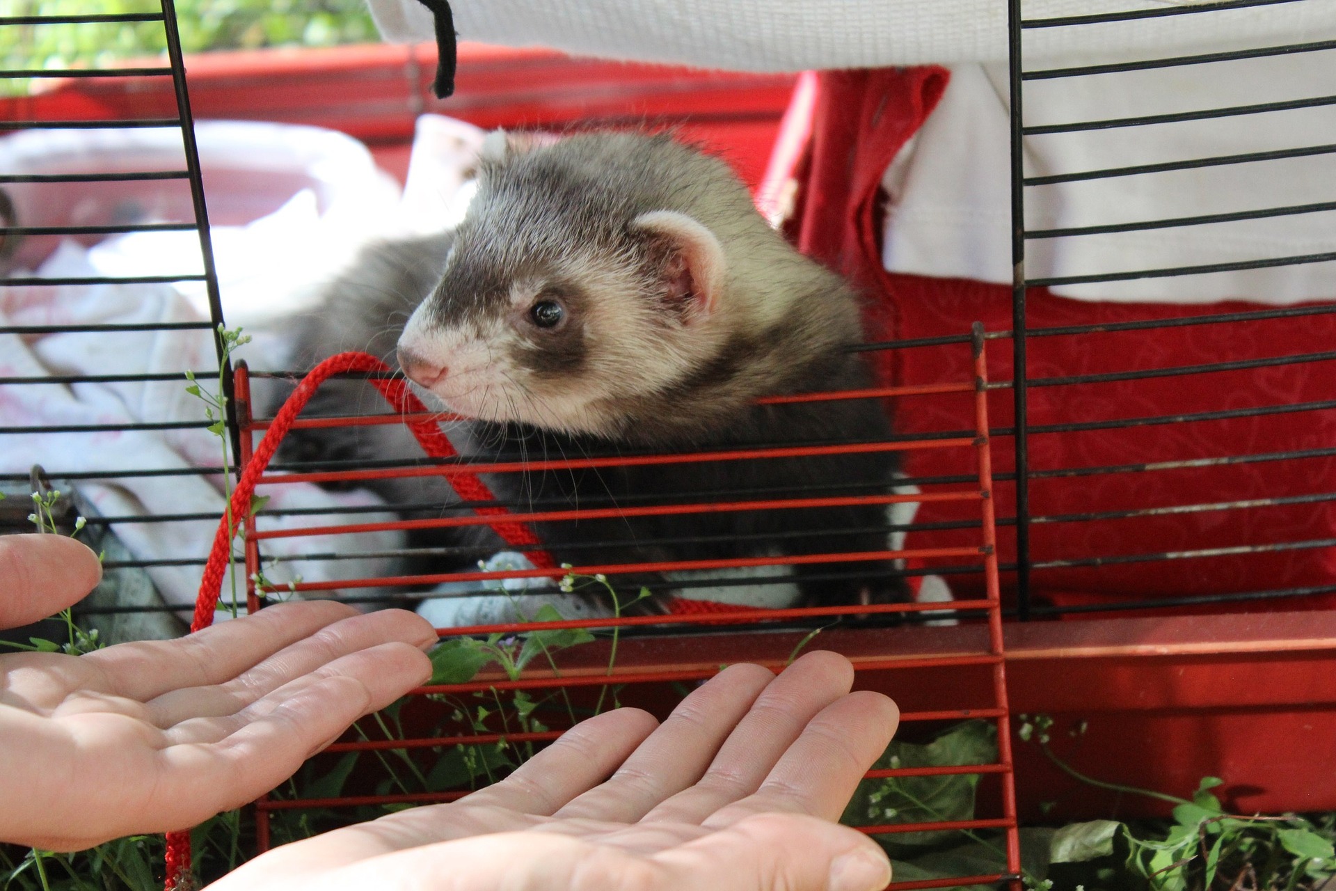 Cães gigantes, furões e ‘geckos’ também podem ser animais de companhia