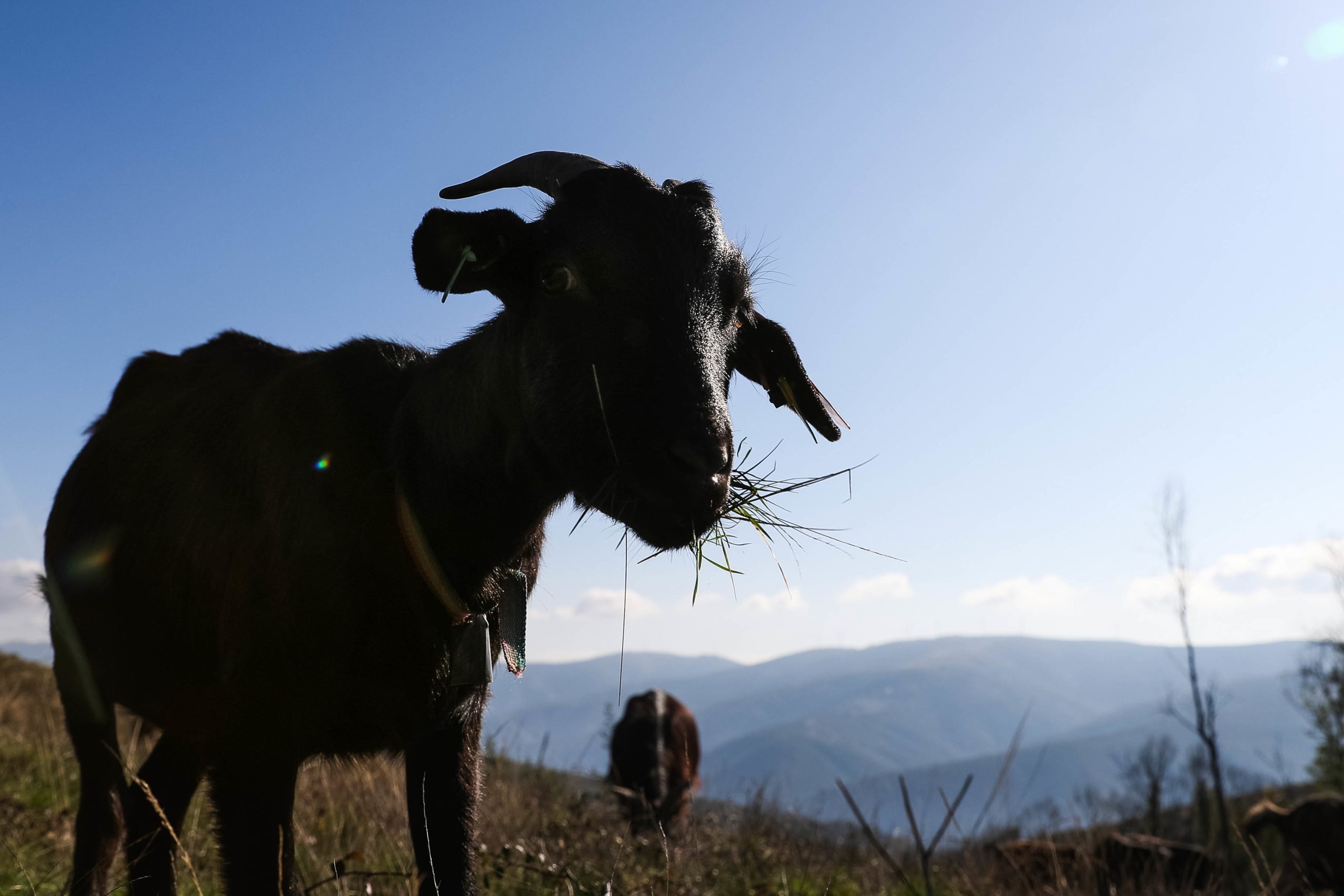 Dezassete cabras mortas por “mamífero de grande porte” ainda por identificar em exploração agrícola de Viana do Castelo