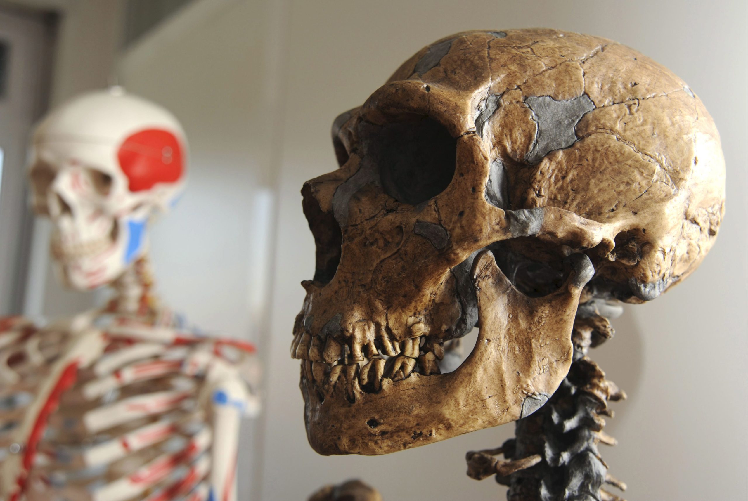 Costa do Marfim foi a floresta tropical com presença mais antiga de homo sapiens