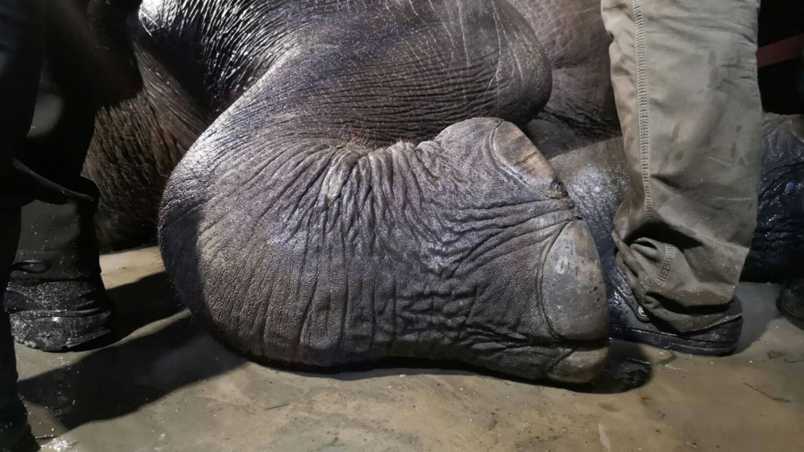 Jovem elefante morre eletrocutado na Tailândia