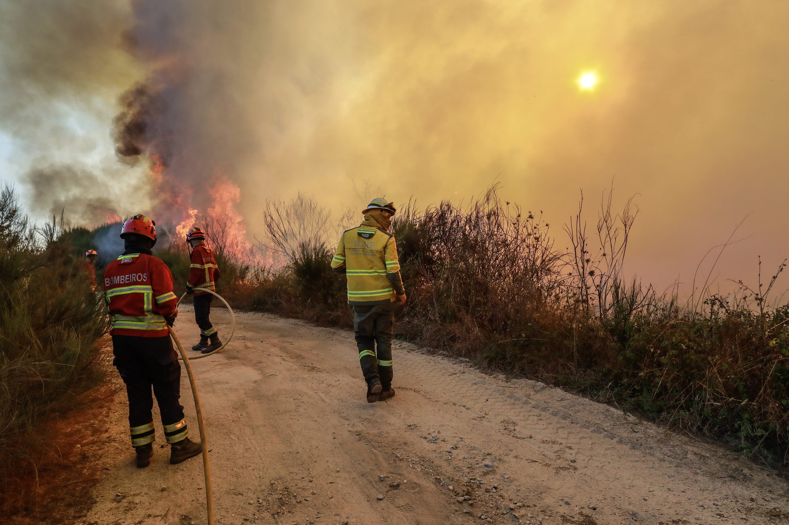 Incêndios: Concelho de Nelas com prejuízo superior a 1,5 milhões de euros