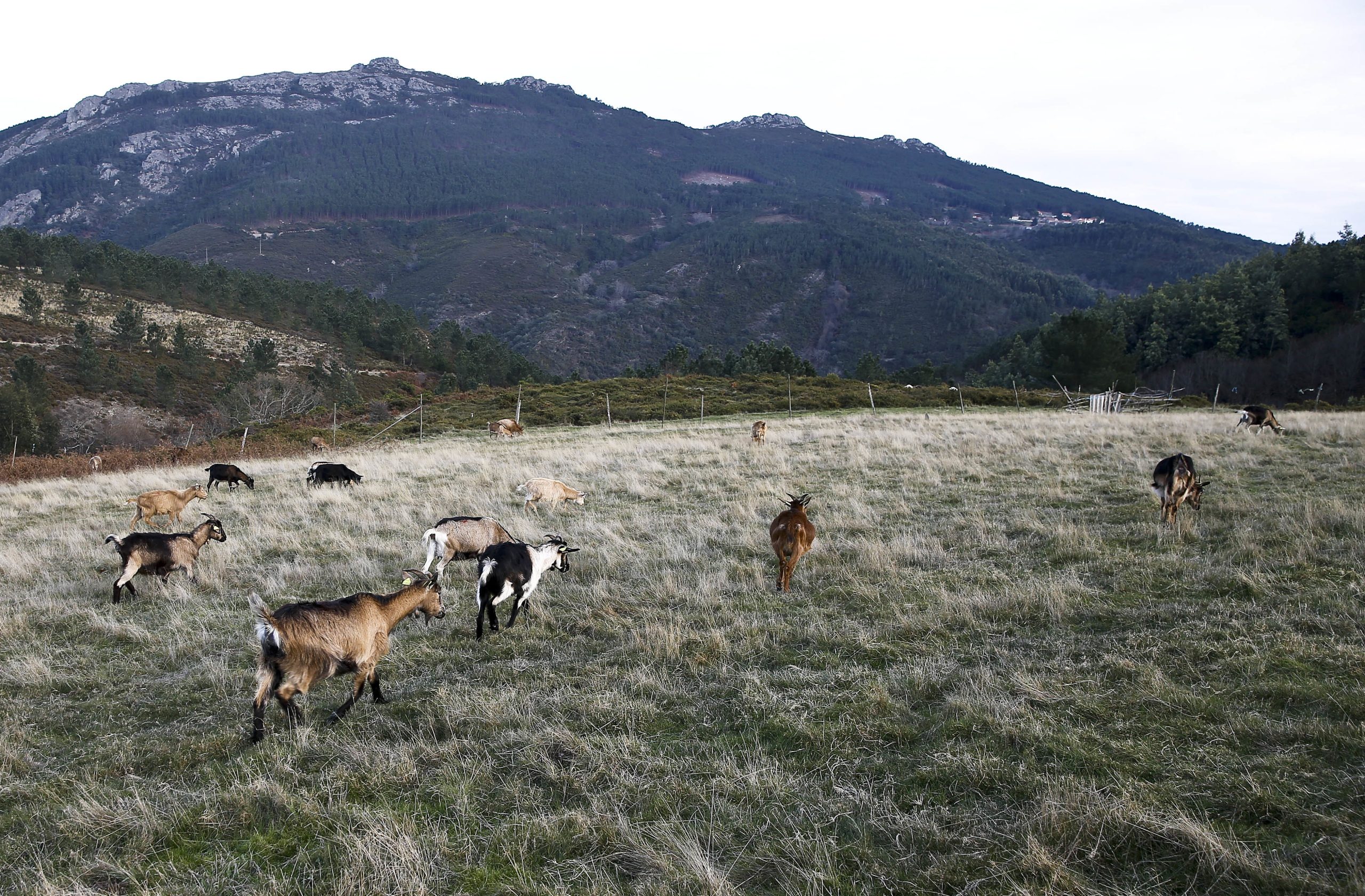 Associação quer vender 117 imóveis na Serra da Lousã por 300 mil euros