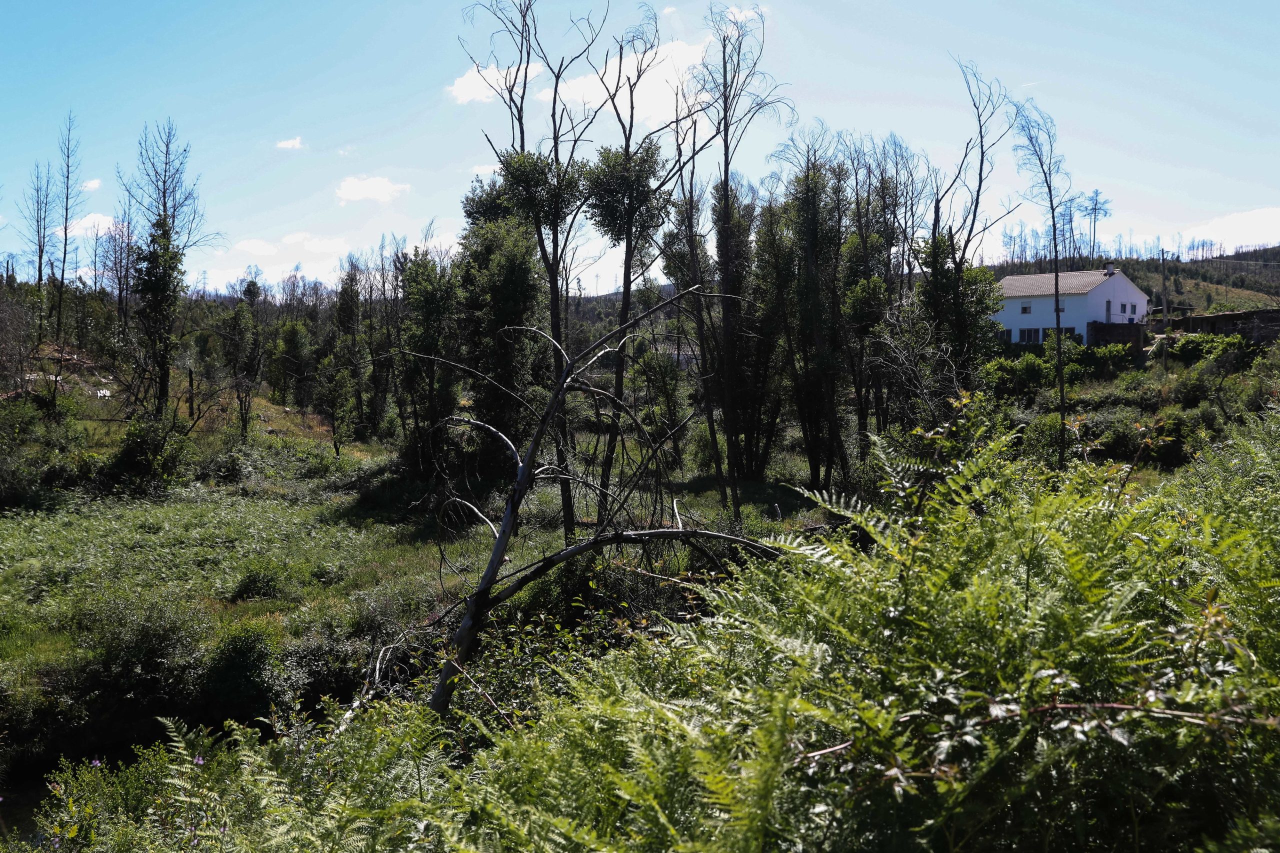 OE2020: Governo quer reduzir de 50 para 5 milhões de euros valor da linha de crédito para limpeza da floresta