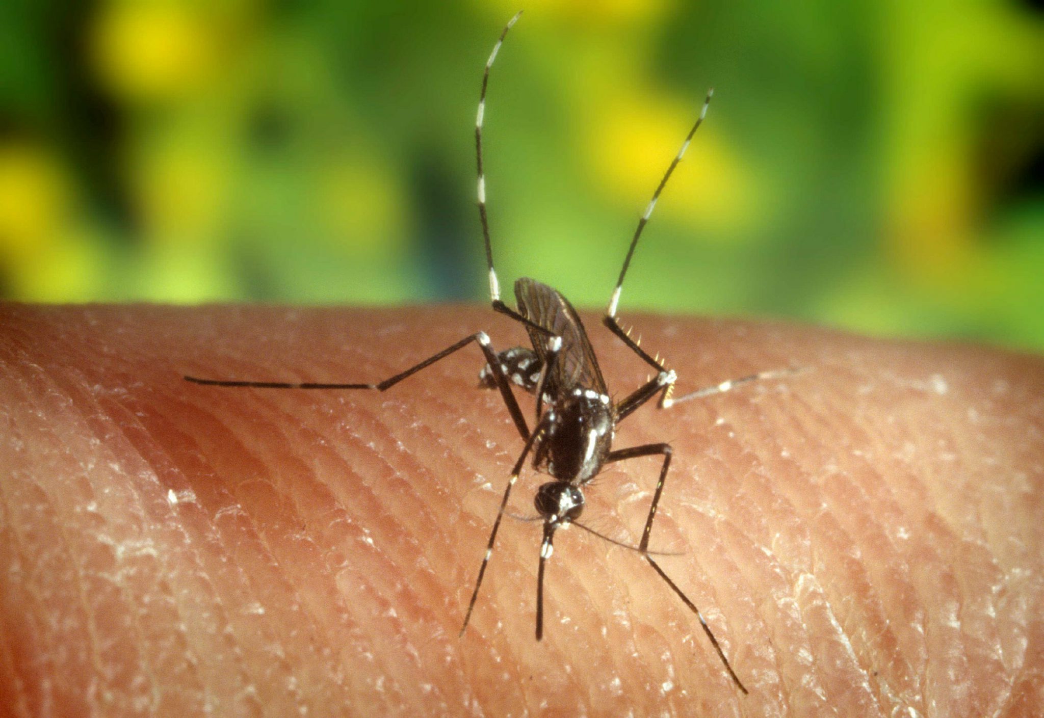 Maior urbanização poderá aumentar número de mosquitos que preferem picar pessoas, diz estudo