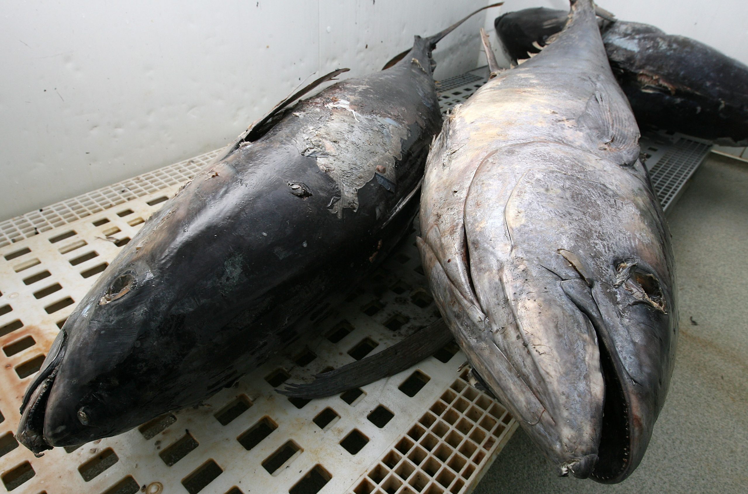 União Europeia e Cabo Verde acordam pesca de oito mil toneladas de atum por 750 mil euros anuais