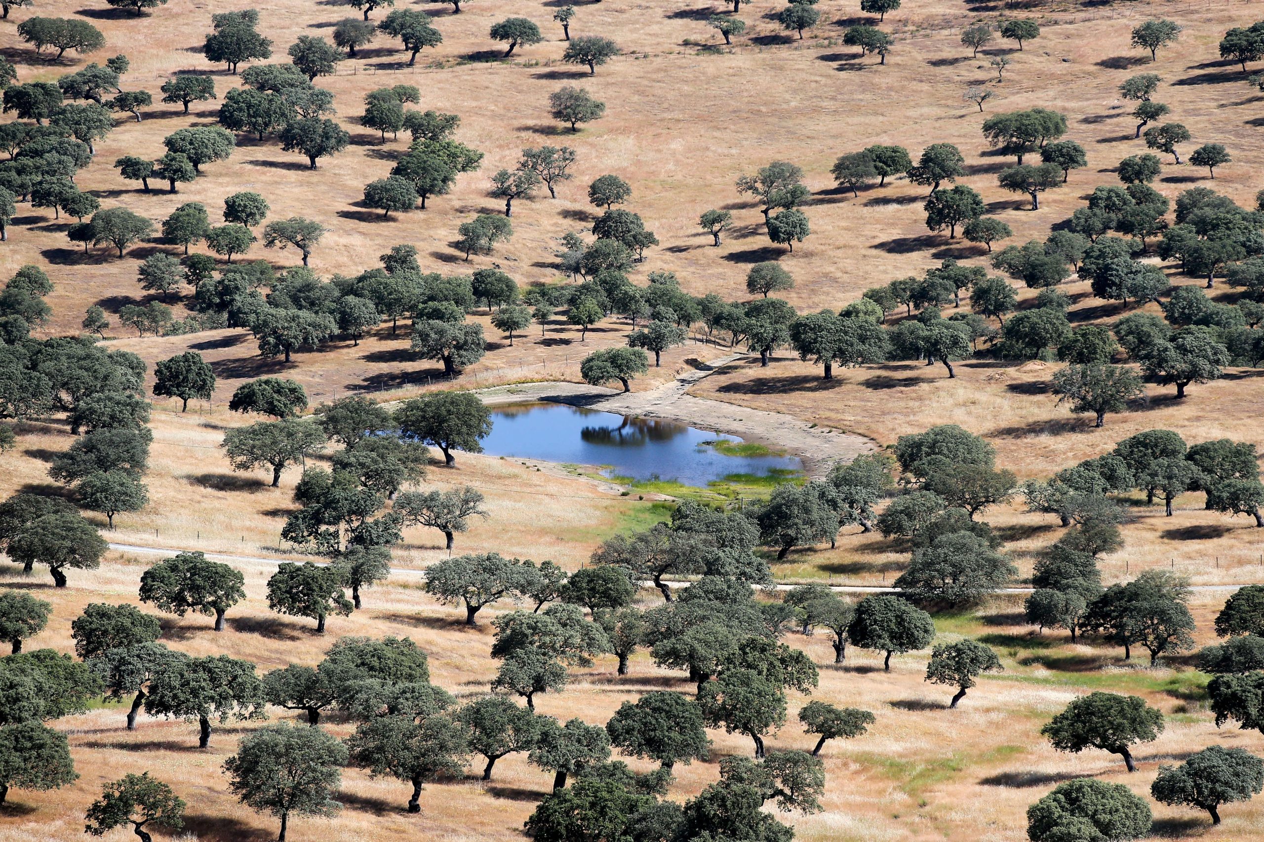 Bruxelas dá dois meses a Portugal para adotar na íntegra diretiva Habitats e acena com sanções