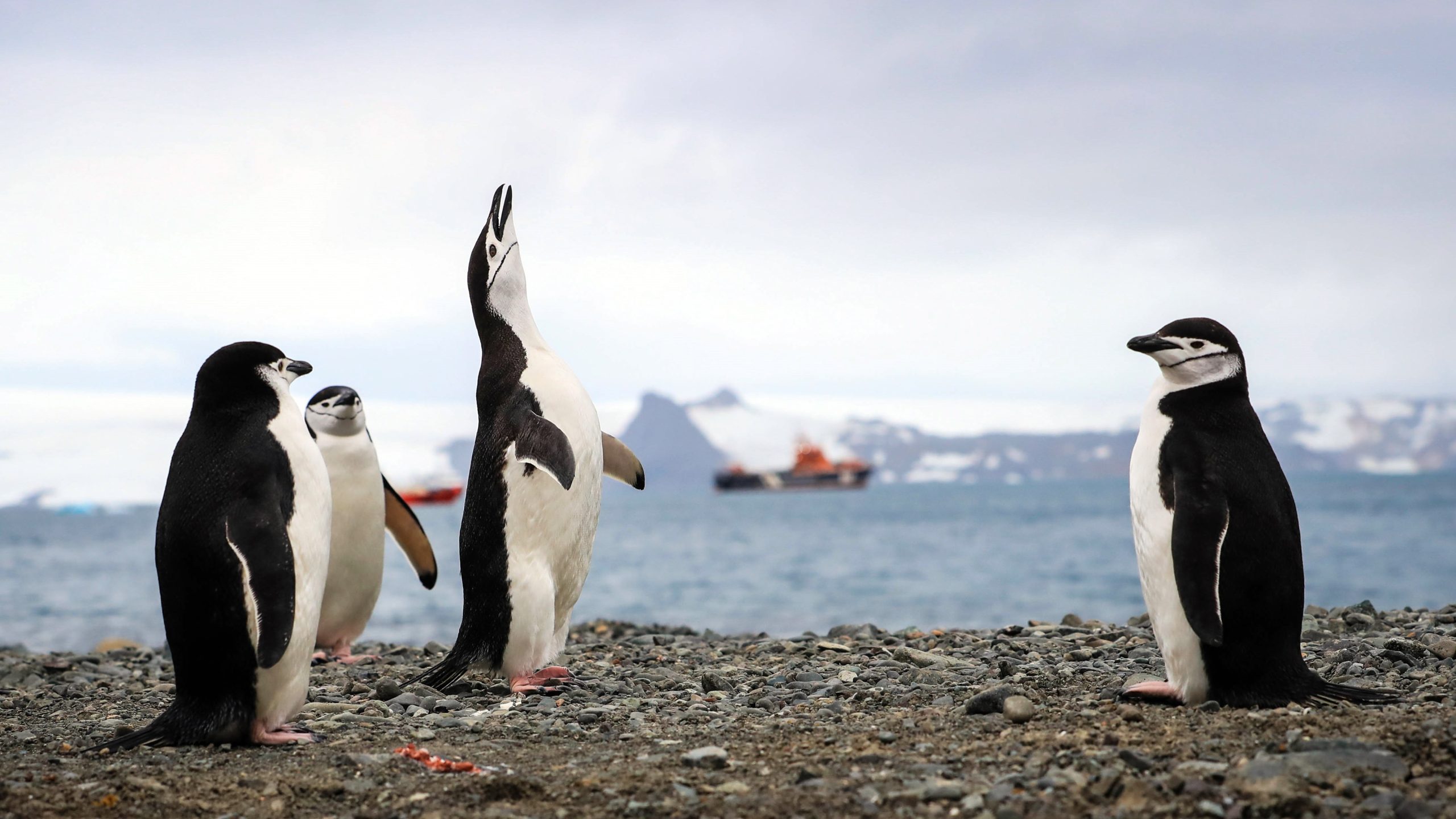 Estudo deteta presença “bastante frequente” de microplásticos em pinguins da Antártida