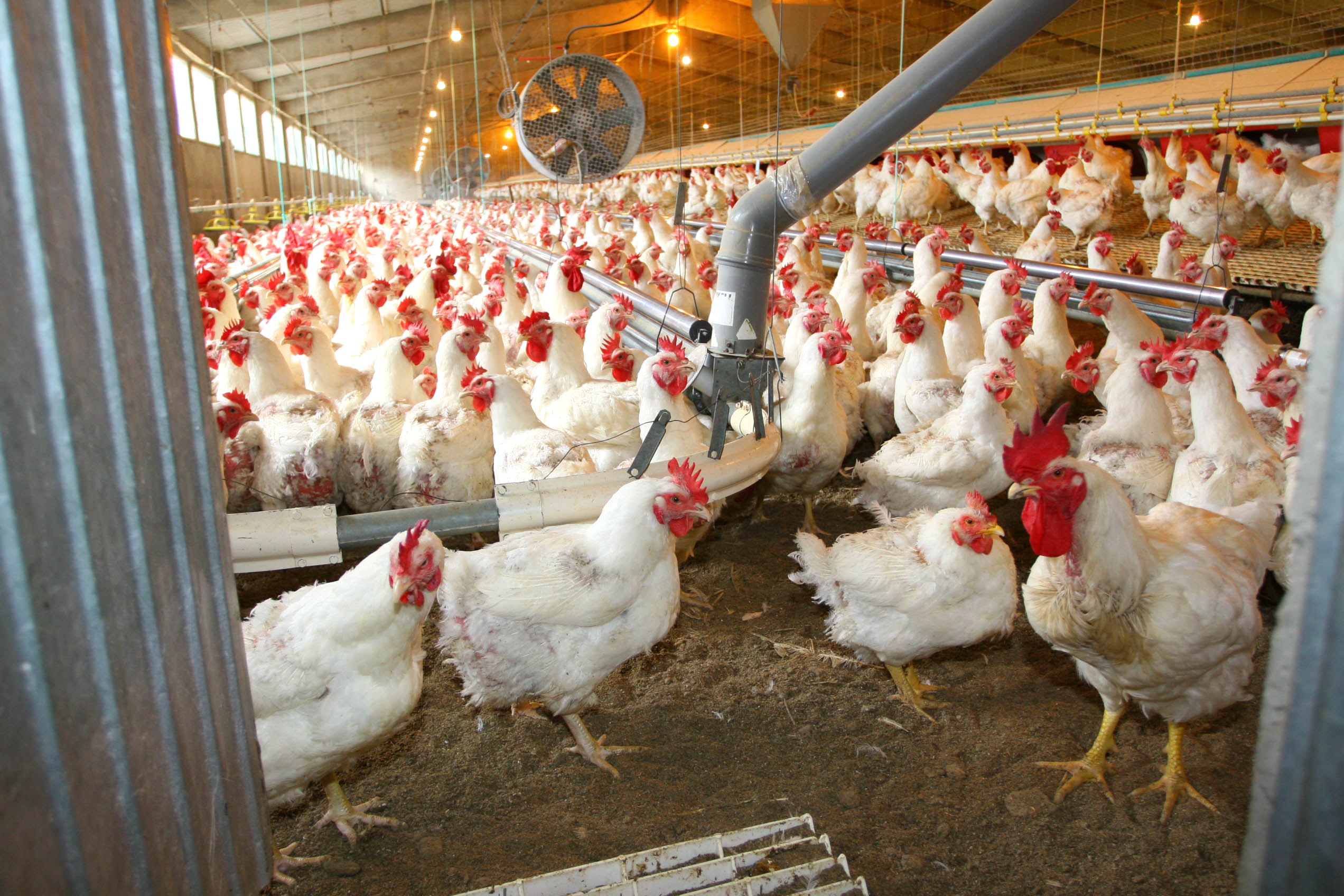 Soja de Portugal quer investir 10 milhões até 2022 na produção de carne de aves e nos matadouros