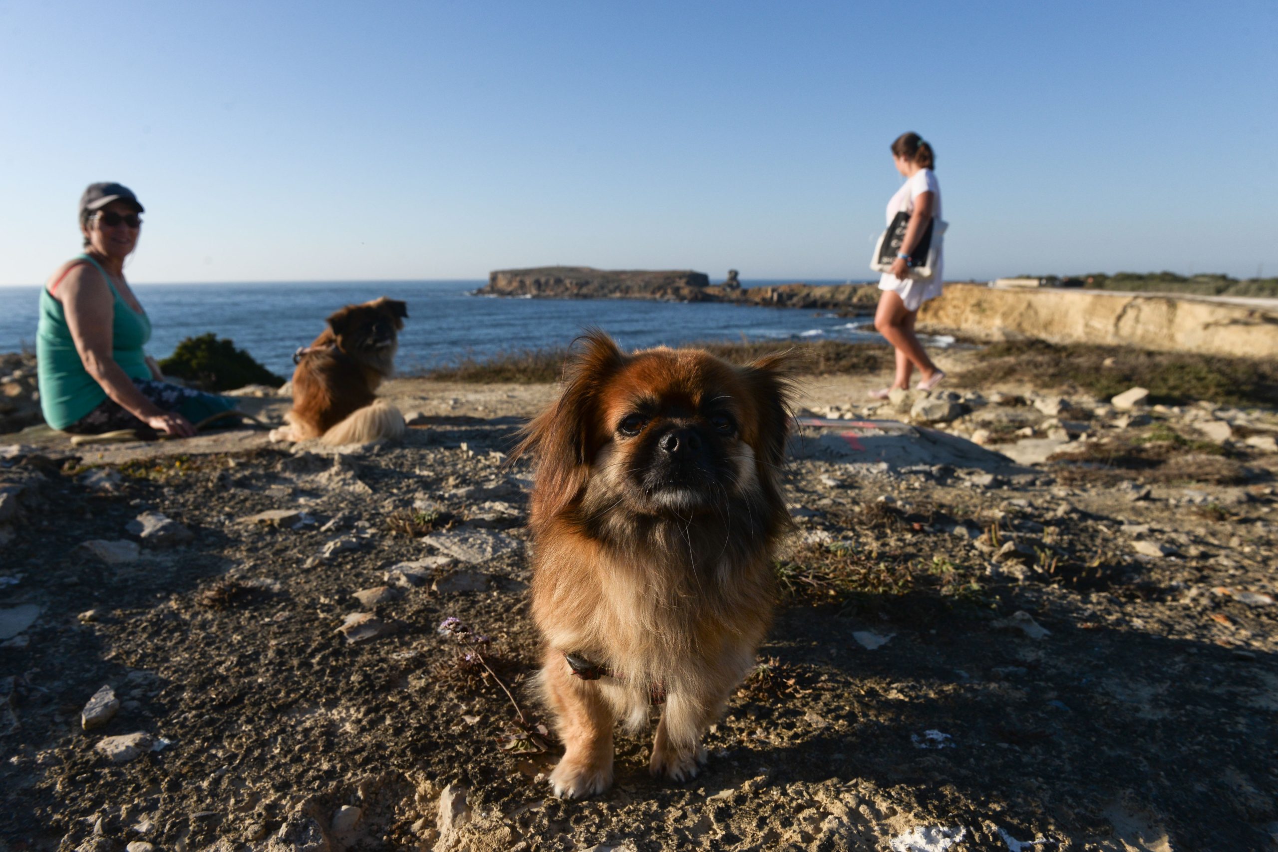 Ir a banhos com o melhor amigo do homem. Praia dos Cães continua a atrair turistas a Peniche