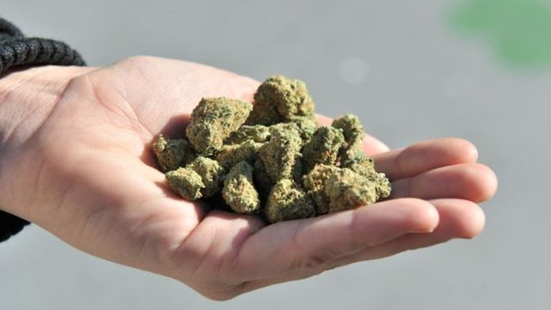 Observatório alerta para venda de óleo de sementes de cânhamo como canábis medicinal