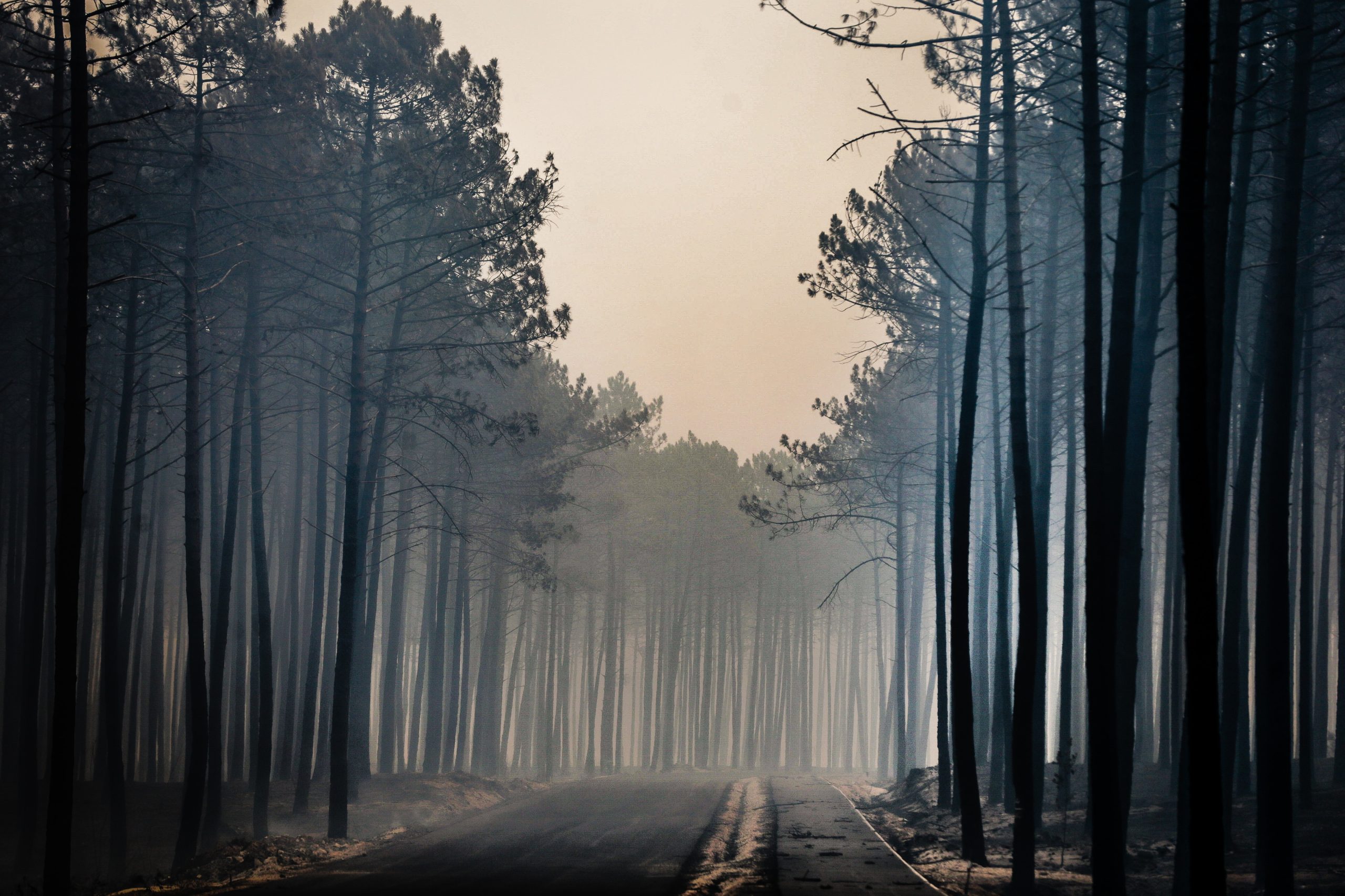Incêndio no Pinhal de Leiria em outubro de 2017 terá resultado de dois reacendimentos