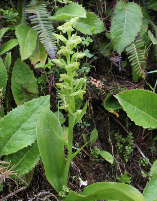 Orquídea mais rara da Europa foi encontrada nos Açores