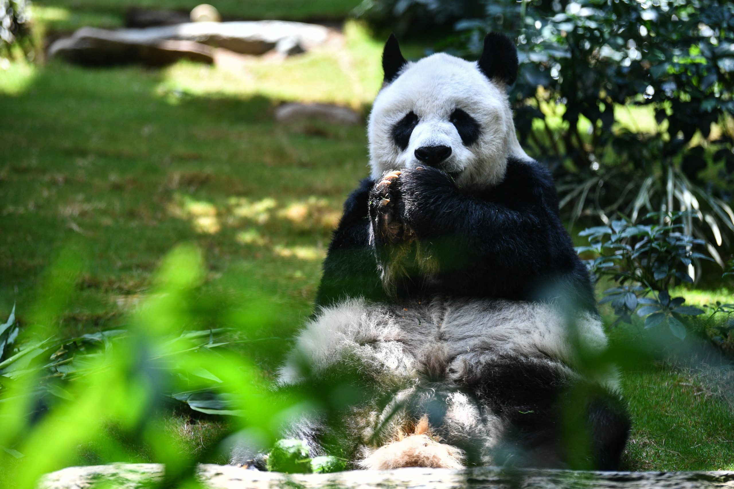 Aos final de 54 anos, Japão despede-se dos últimos pandas
