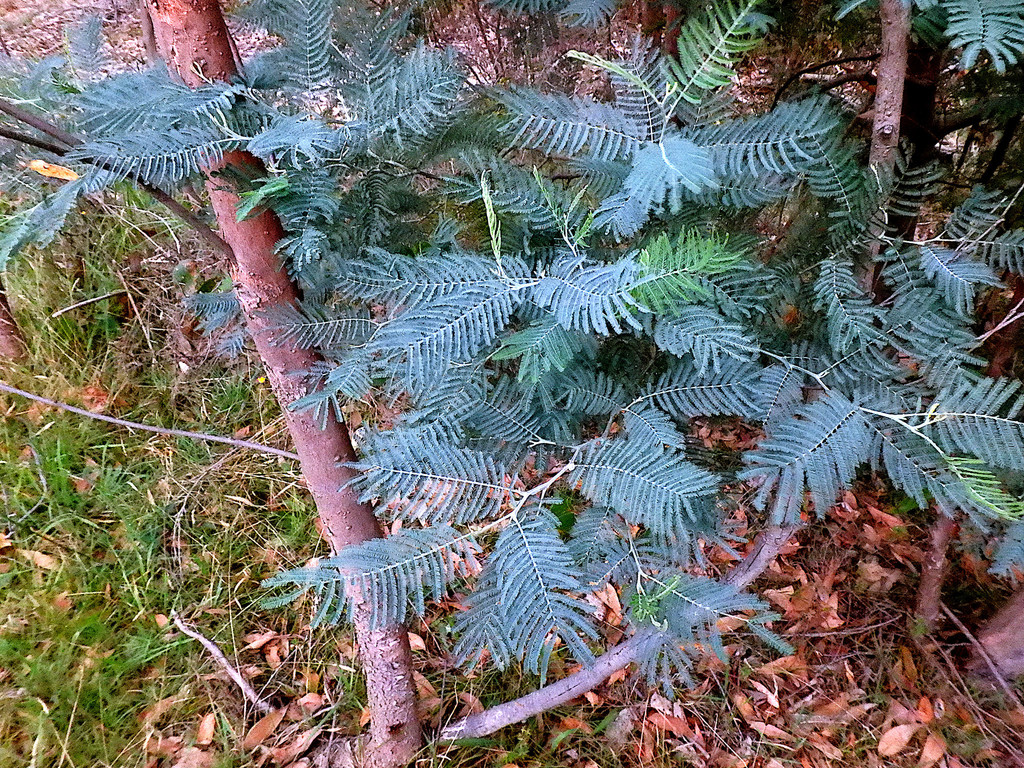 acacia dealbata