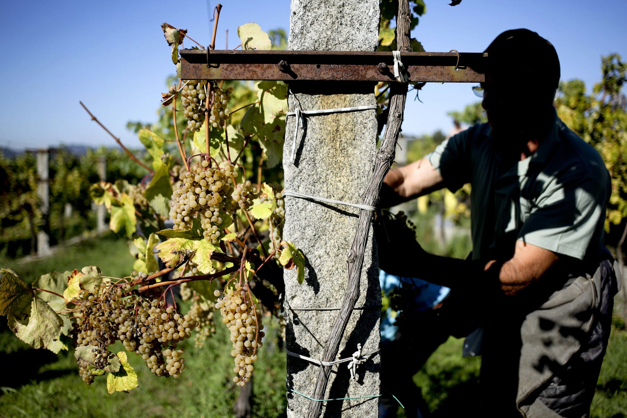 Enoturismo atrai produtores da Região dos Vinhos Verdes