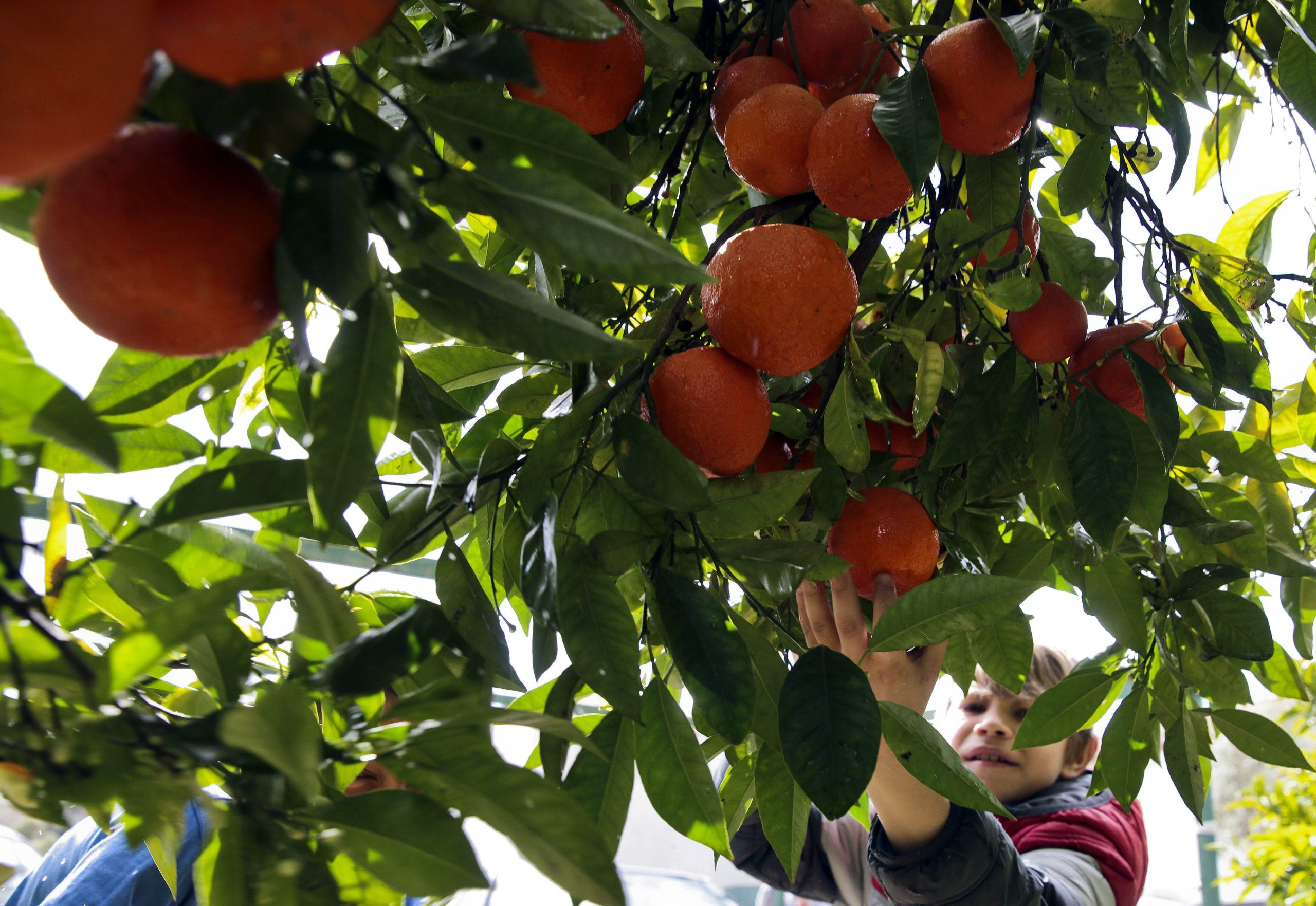 Estímulos à contratação de jovens em períodos sazonais? Agricultores e produtores veem medida com bons olhos