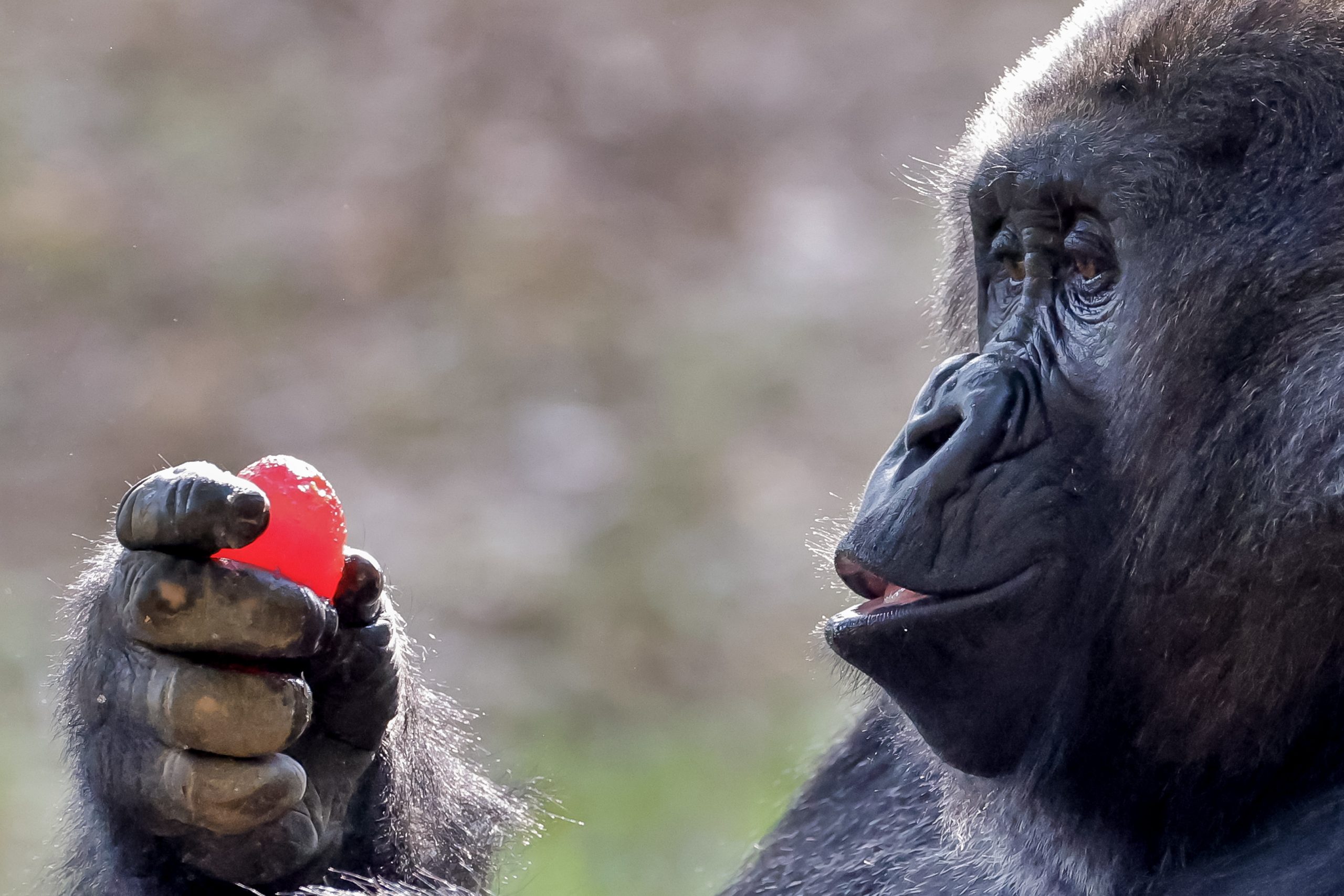 No Zoo de Atlanta quem faz caça aos ovos são os gorilas