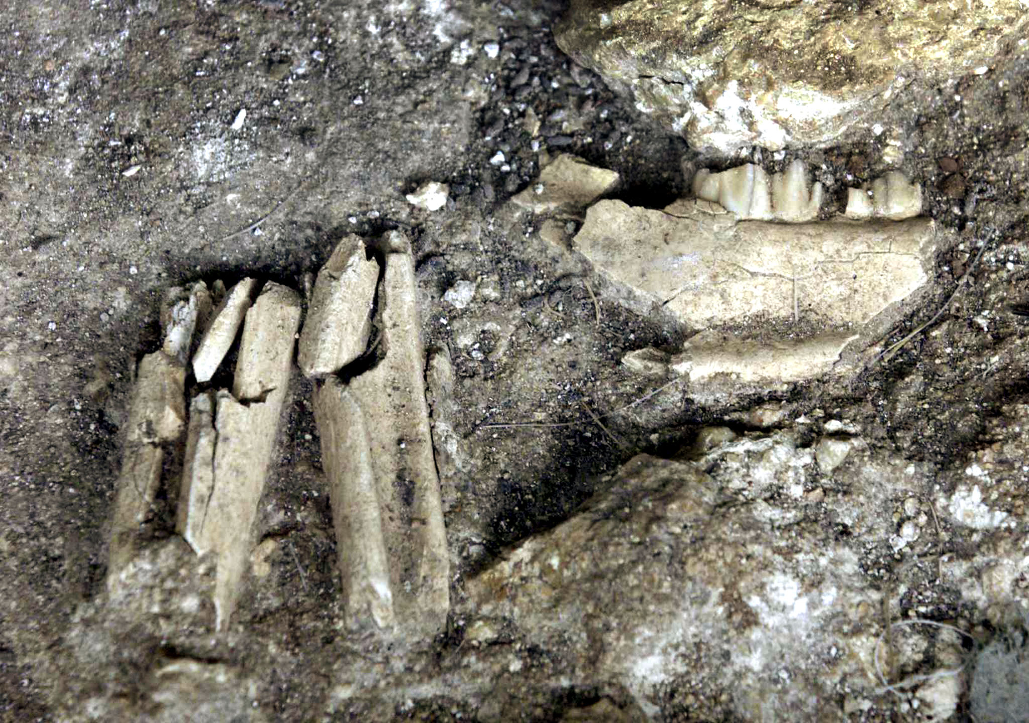 Leiria junta especialistas em paleontologia para comemorar 20 anos do Menino do Lapedo