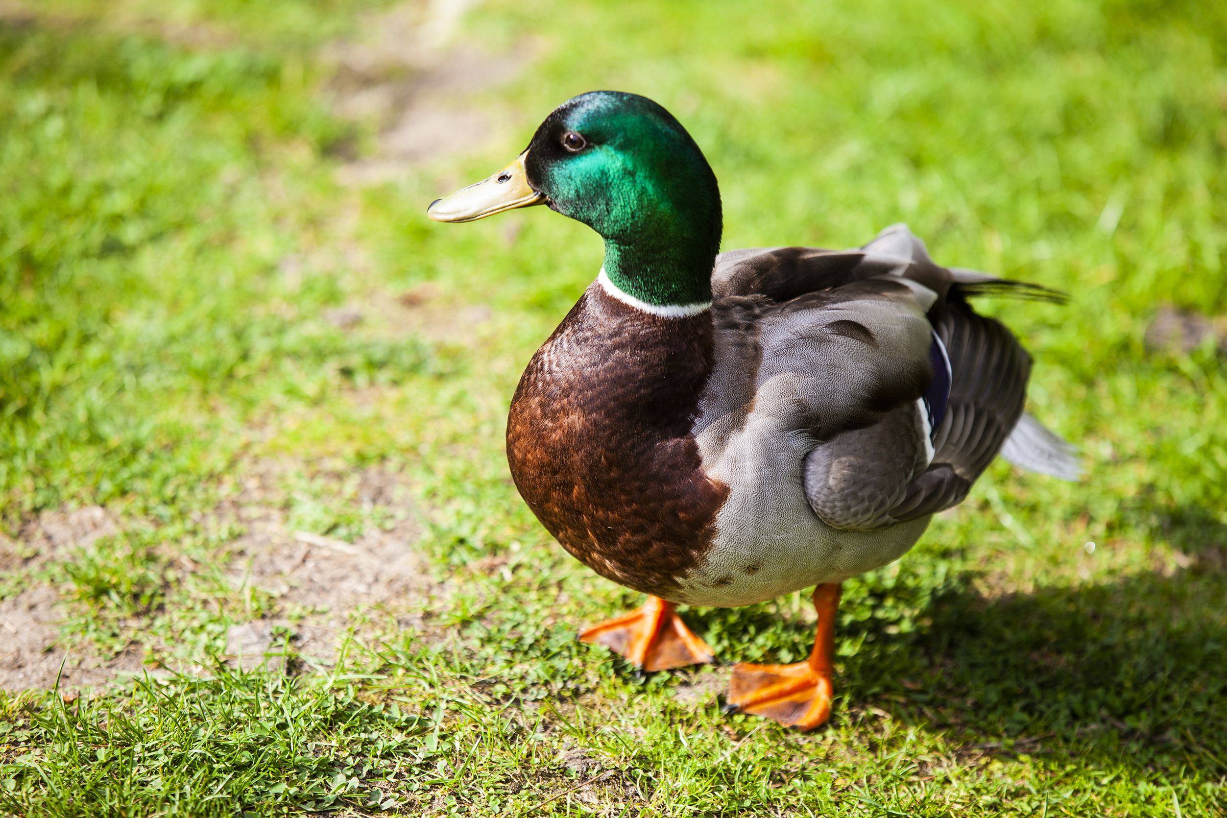 Associação contra “Corrida aos Patos” em Porto Covo mas organização nega violência