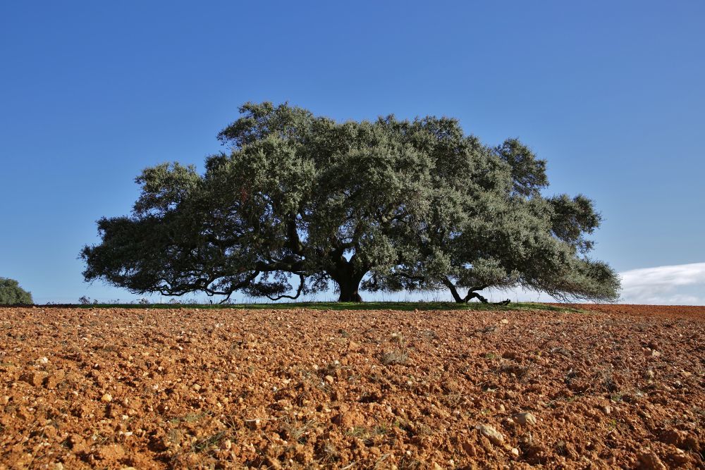 Azinheira secular do Monte do Barbeiro vence “Árvore do Ano” em Portugal