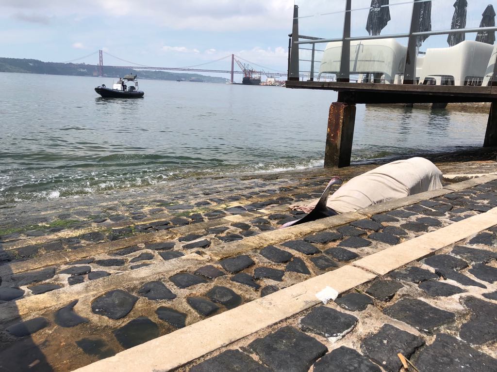 Baleia de pequeno porte dá à Costa junto ao Cais do Sodré