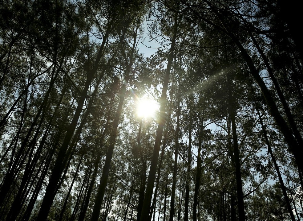Mais eucaliptos no país? Governo pode aumentar área de plantação, mas comprometeu-se a reduzi-la
