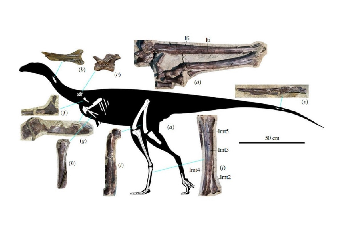 Descoberta nova espécie de dinossauro na Sibéria