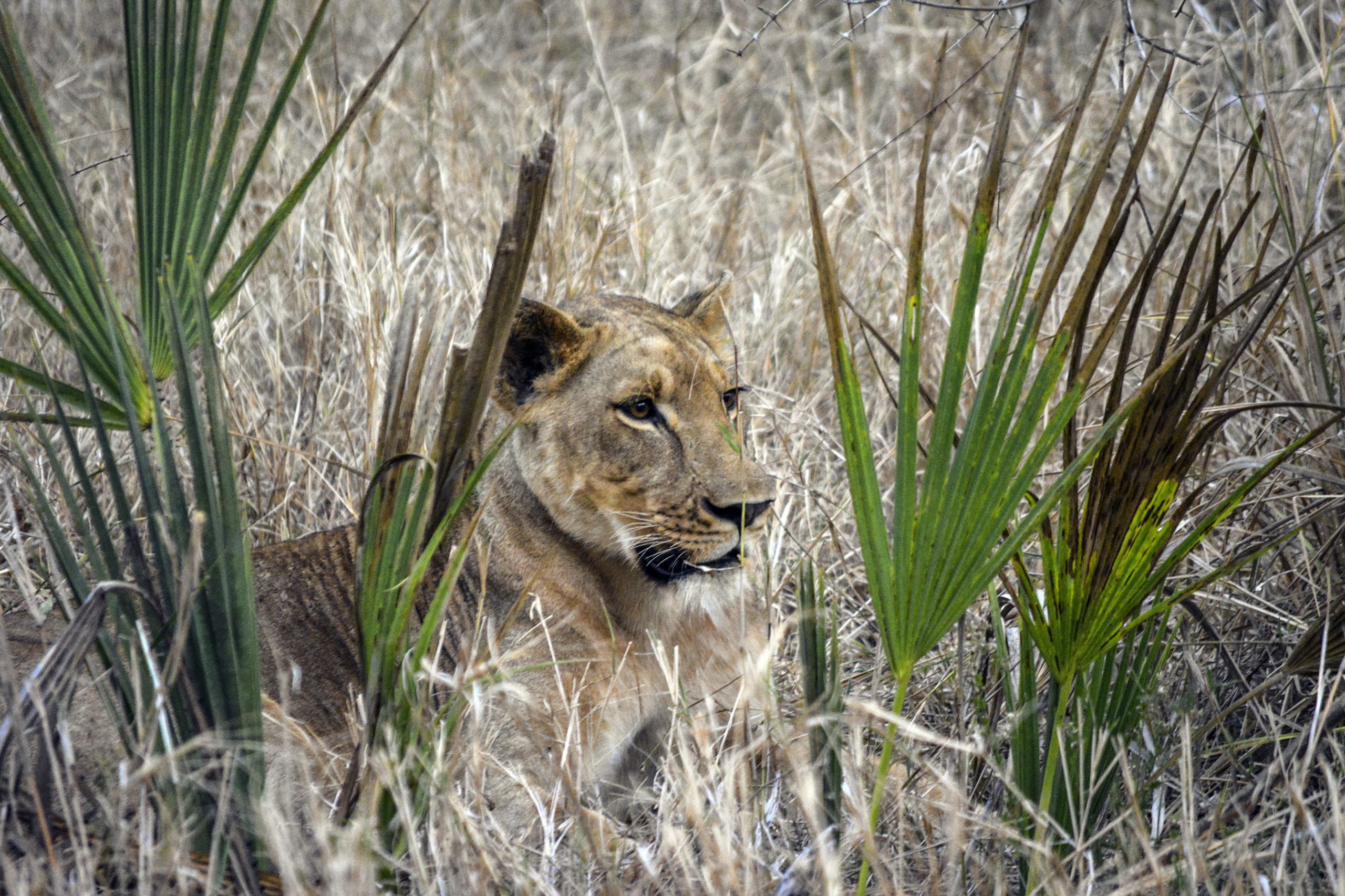 Gorongosa vai “rastrear” em outubro animais do parque em levantamento aéreo