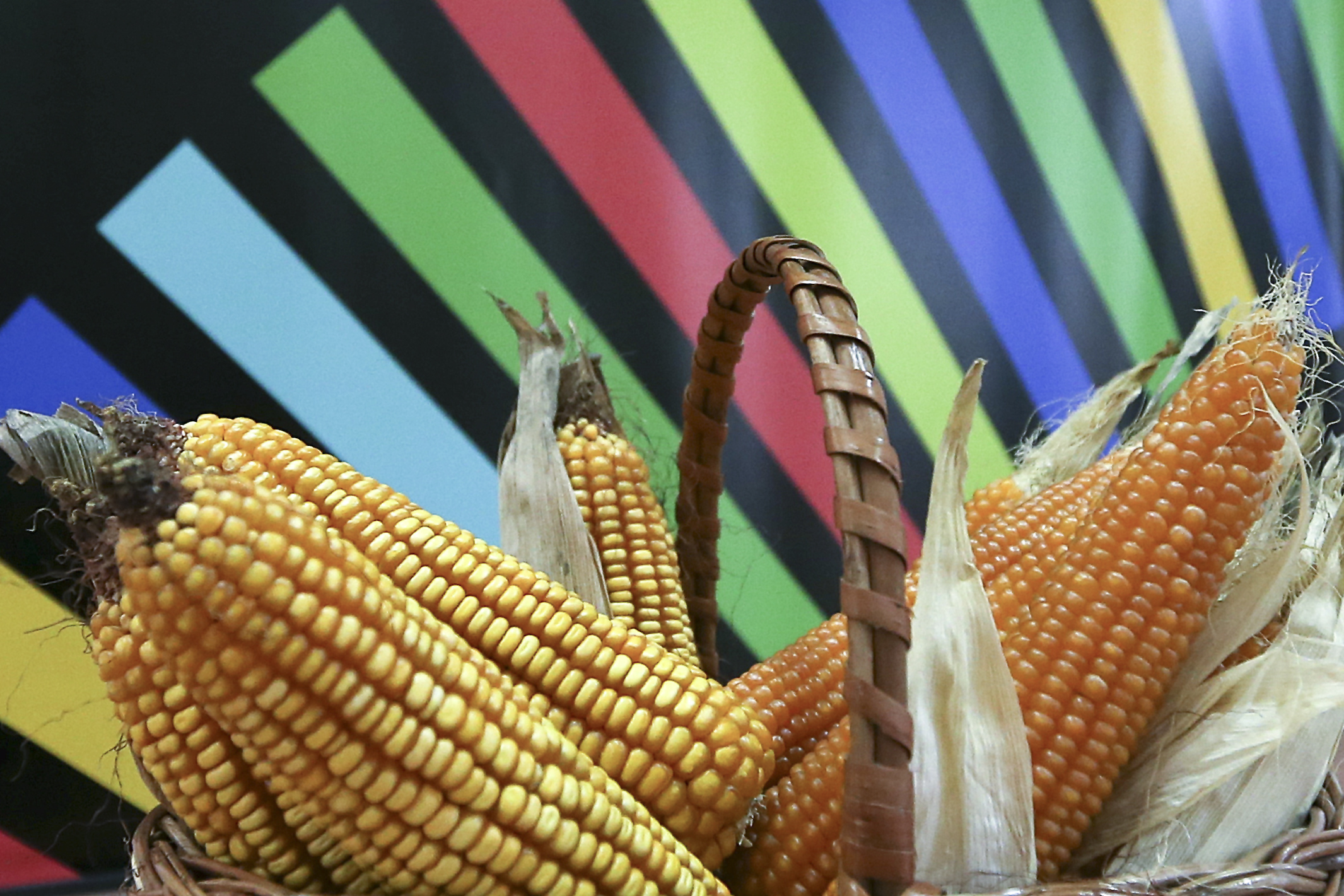 Área de cultivo de milho transgénico baixa cerca de 12% em 2016