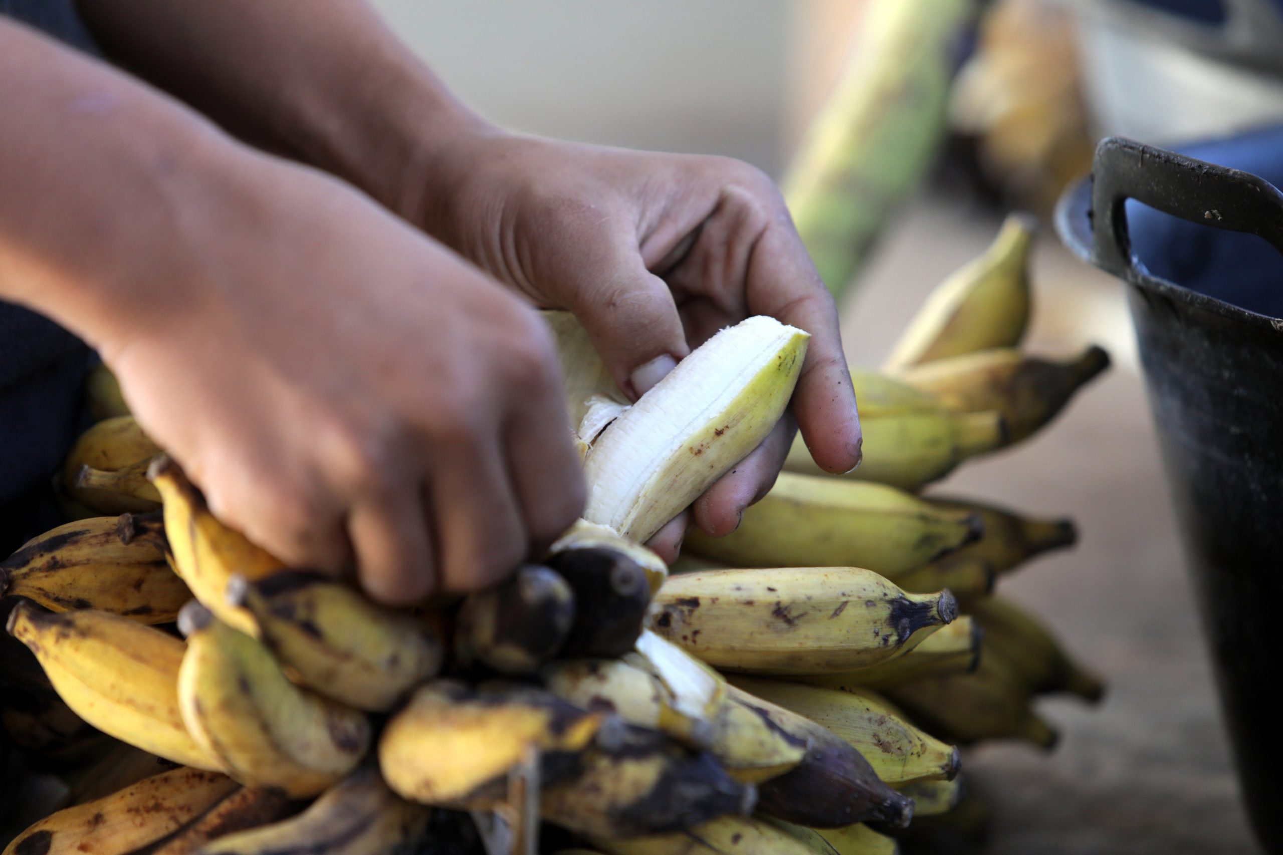 Produção de banana na Madeira regista quebra de cinco mil toneladas em 2018