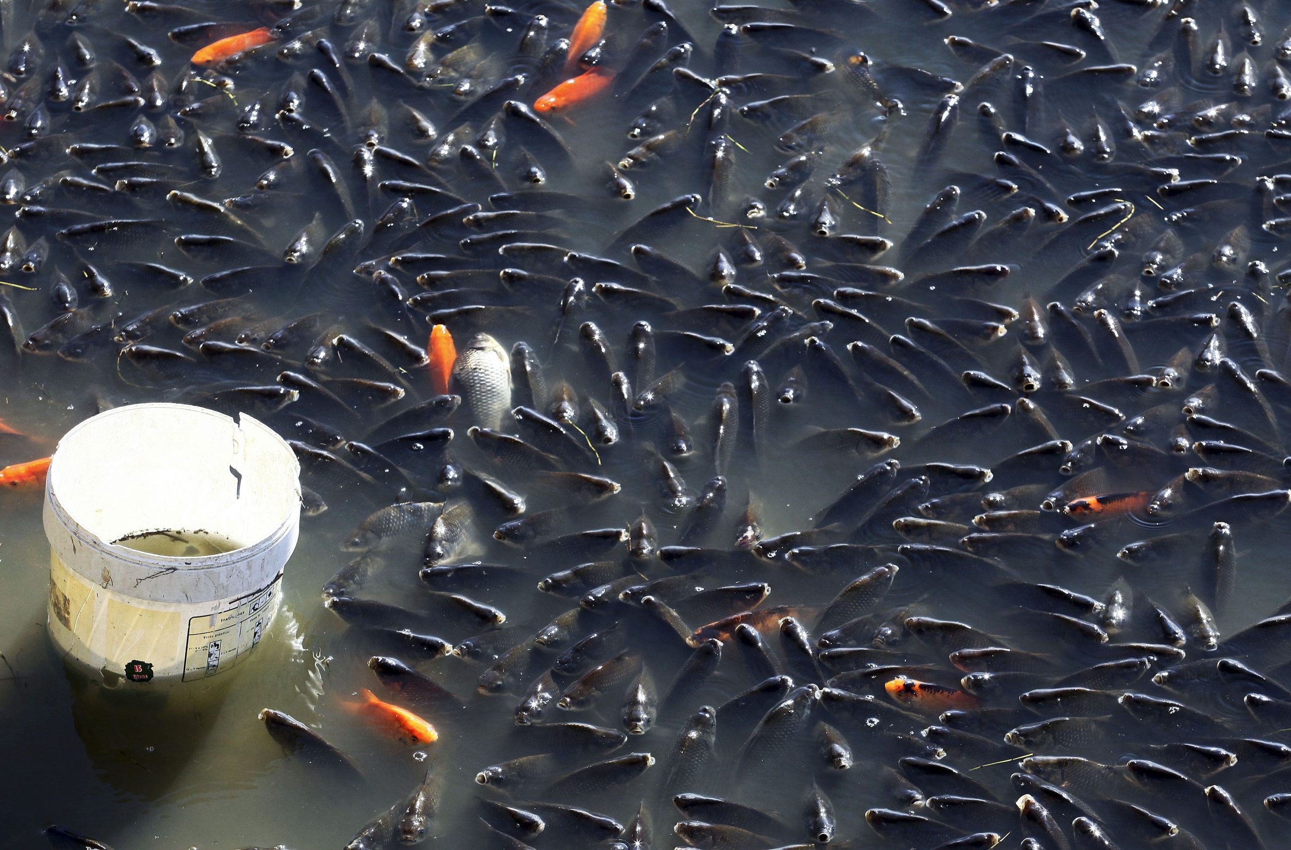 Estuário do Mondego e Ria Formosa registam nível de oxigénio perigoso para peixes