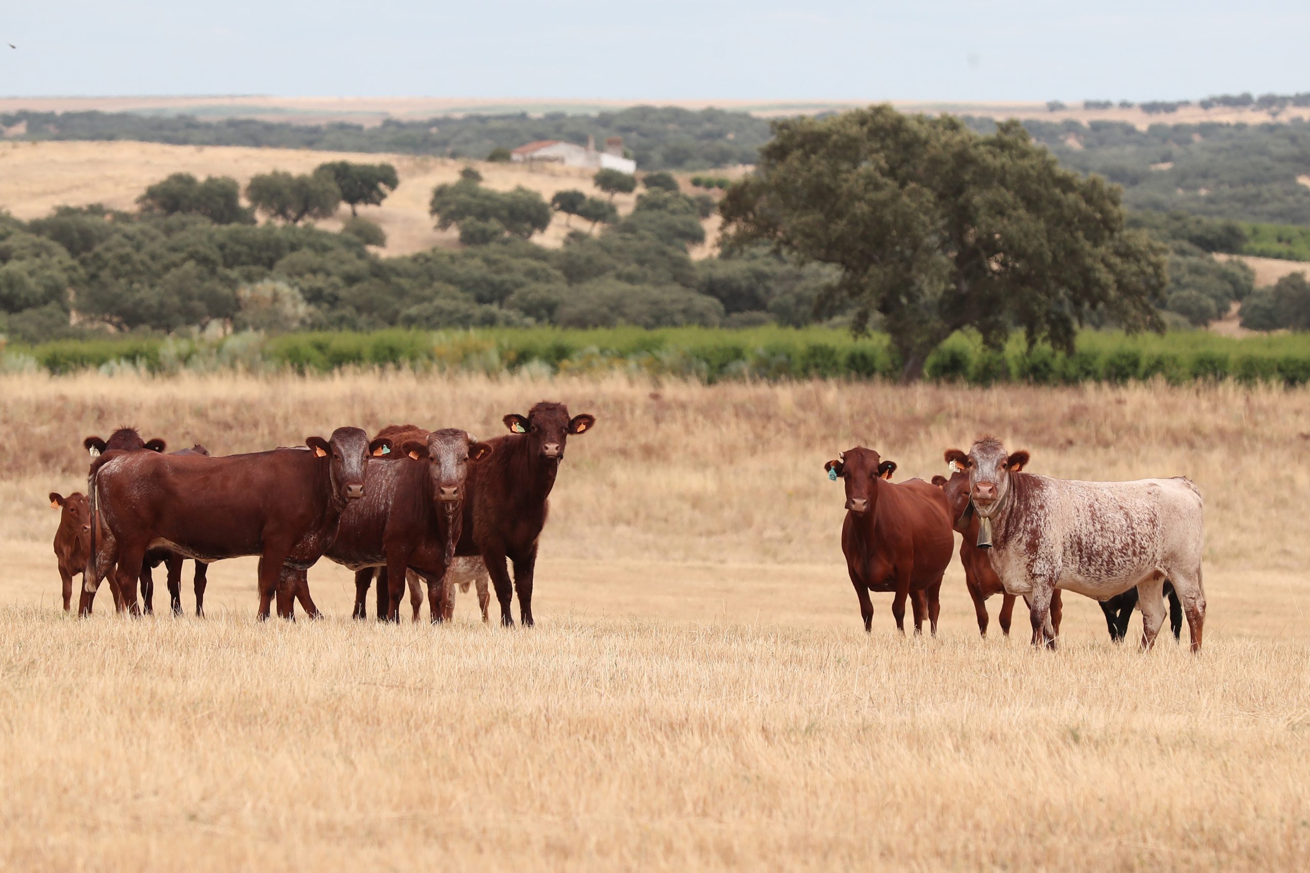 Subida dos fatores de produção ‘assusta’ criador de bovinos no Alentejo