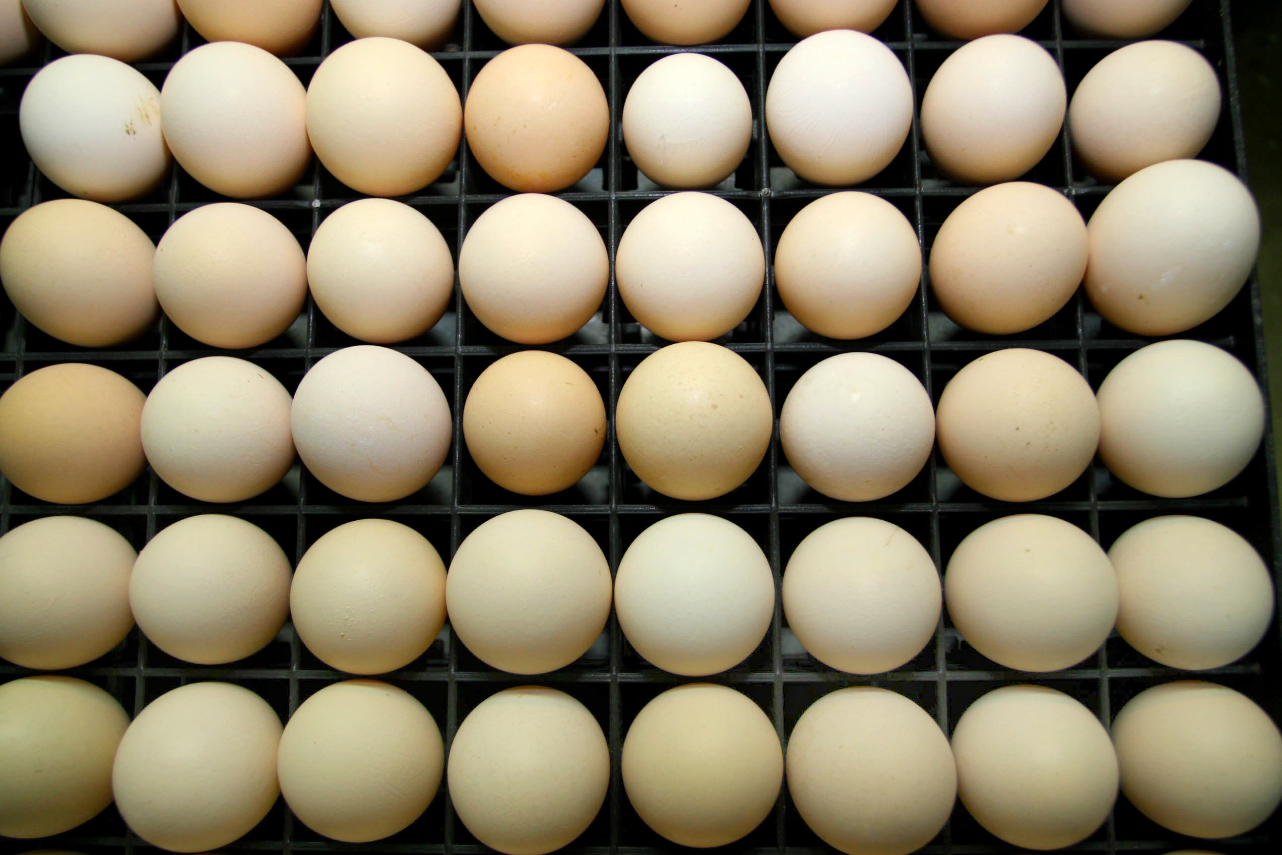 Ovos 30% mais caros em toda a União EU