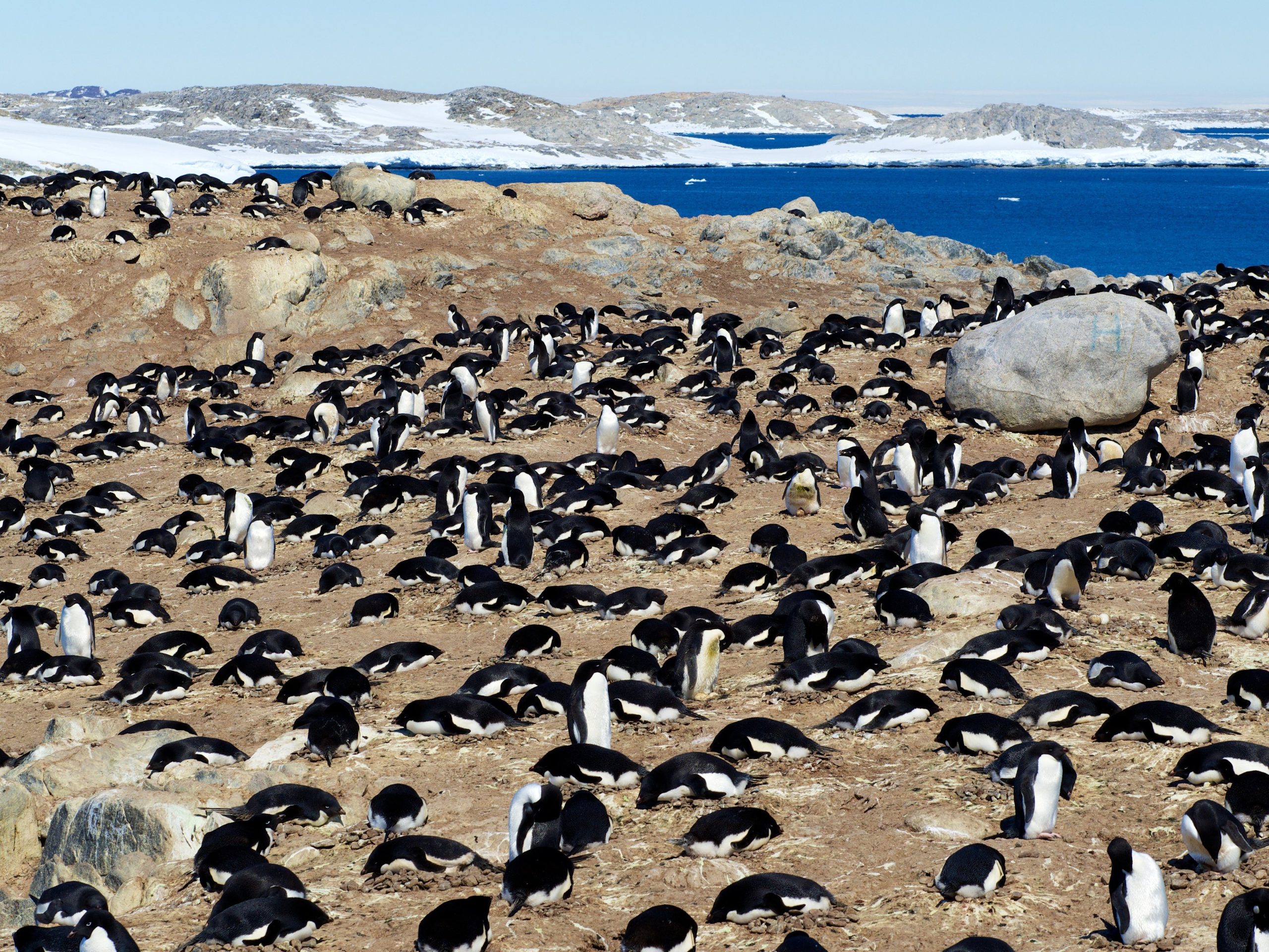 Estudo revela que fauna antártica está ameaçada por patologias levadas pelos humanos