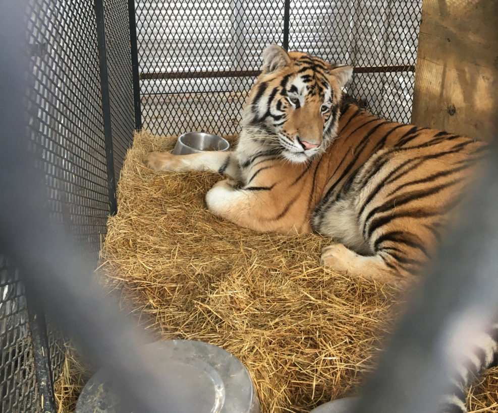 Foi encontrado numa casa abandonada, mas já tem um novo lar. Esta é história de Tyson, o tigre